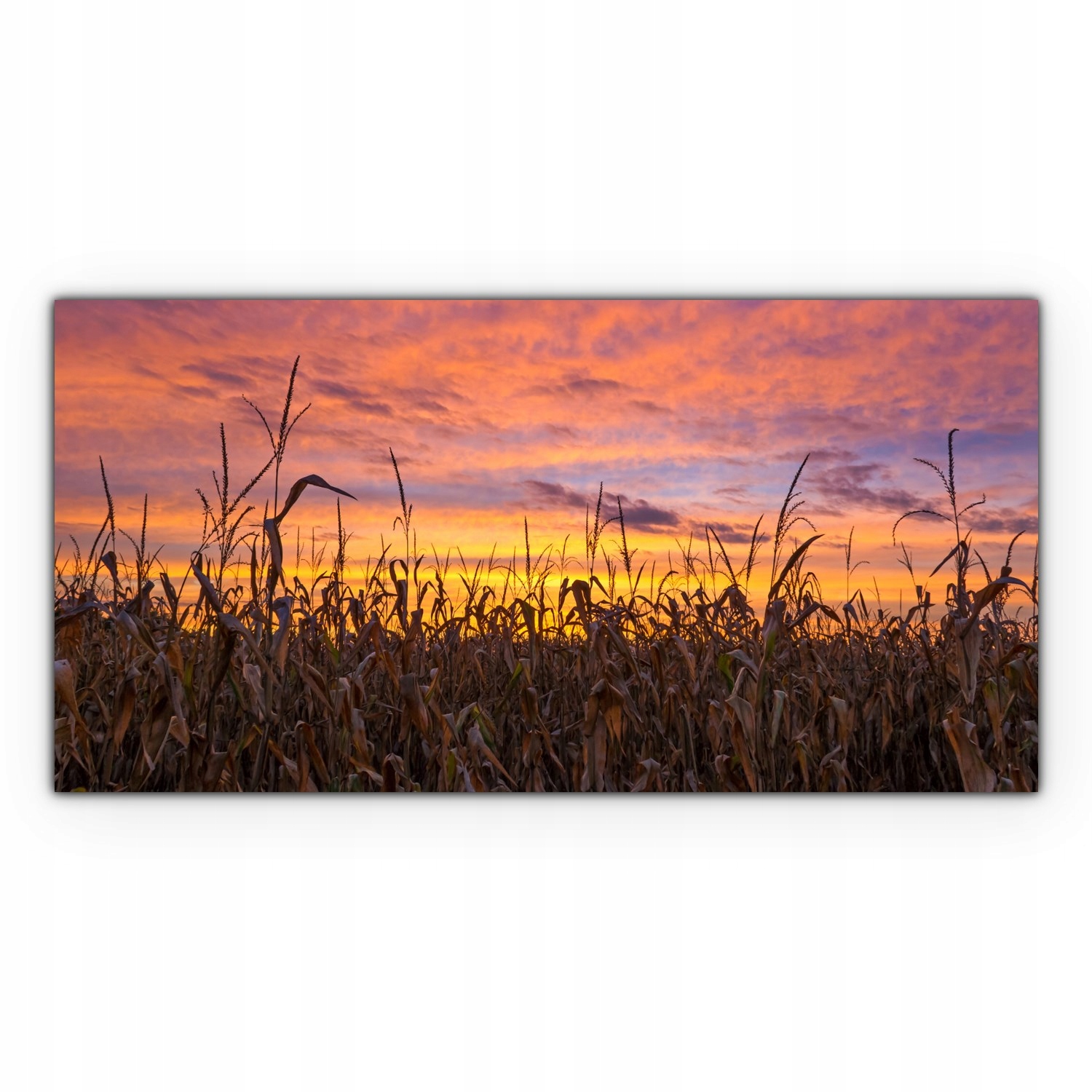 

Obraz canvas na ścianę 100x50 Pole Kukurydzy Łąka
