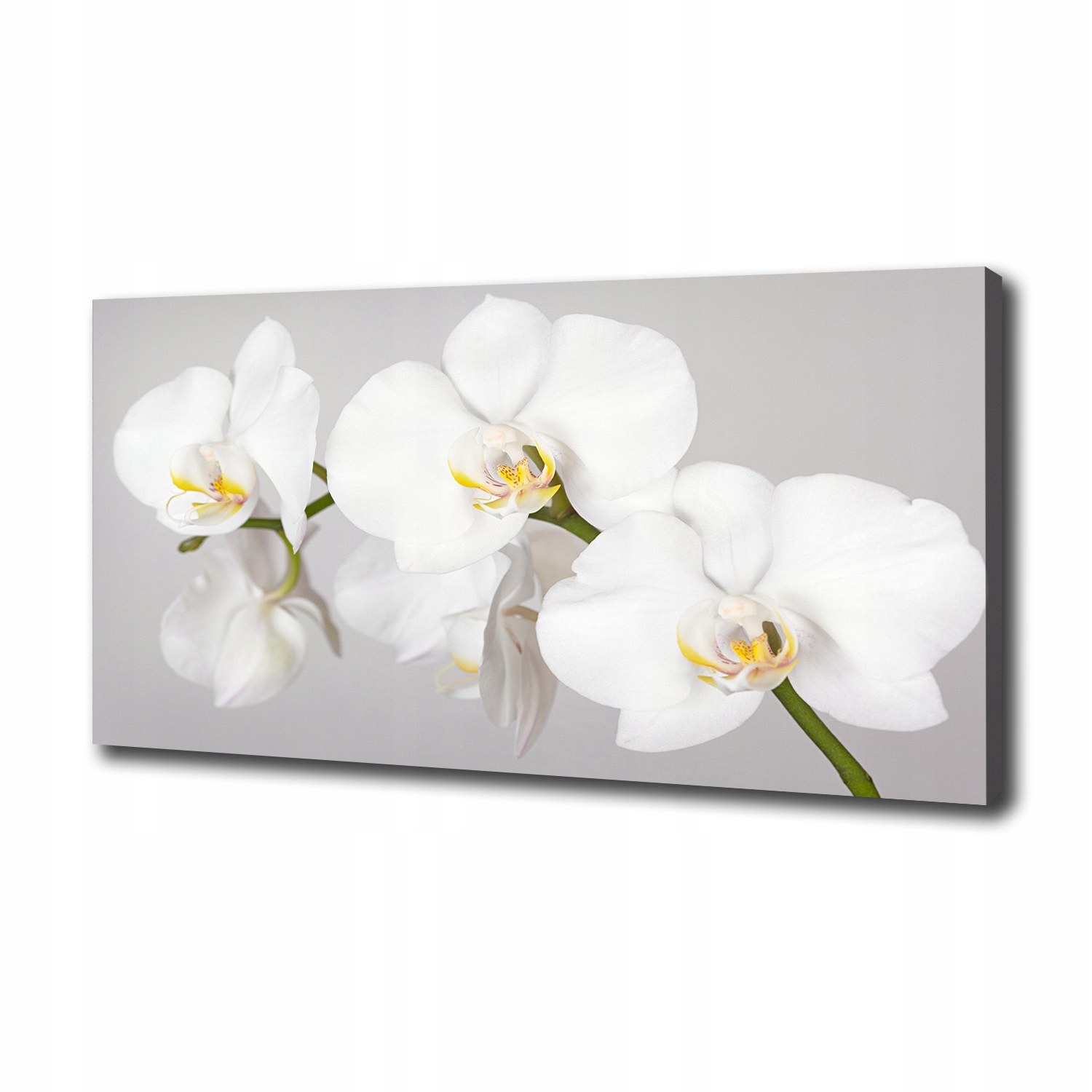 

Foto obraz canvas na ścianę Orchidea 100x50 cm