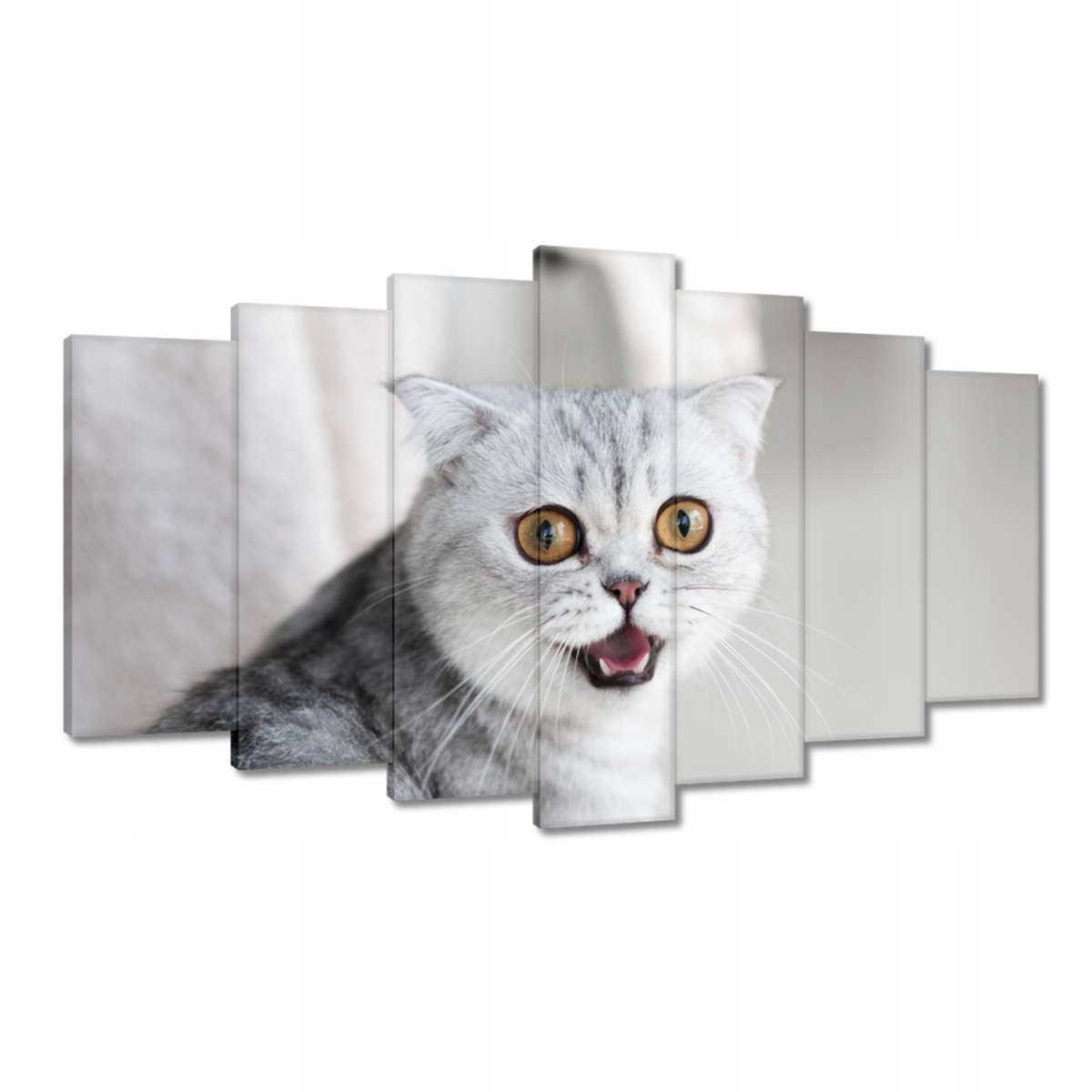 Obrazy 140x80 Kočka Kotě Kočky Kočka