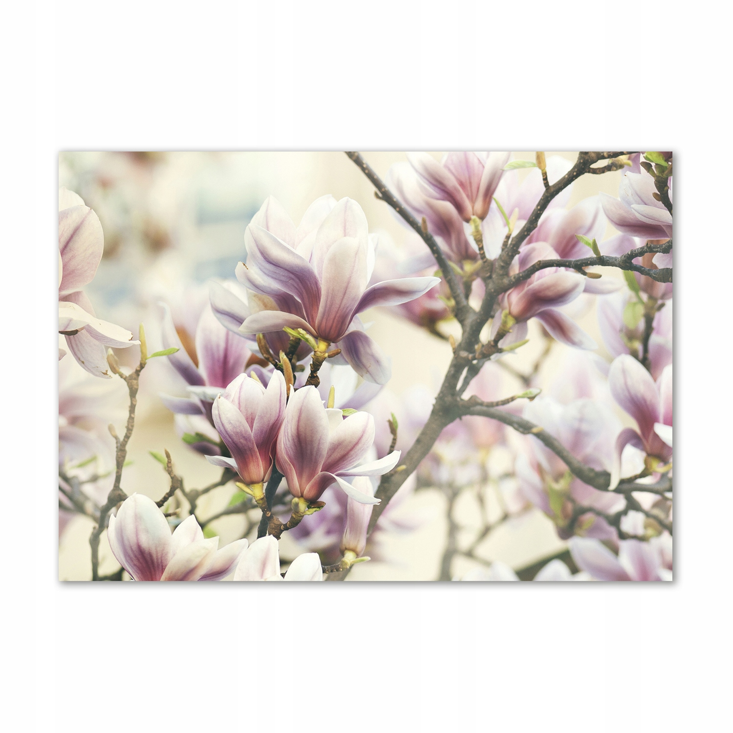 

Foto obraz szkło hartowane Magnolia 100x70