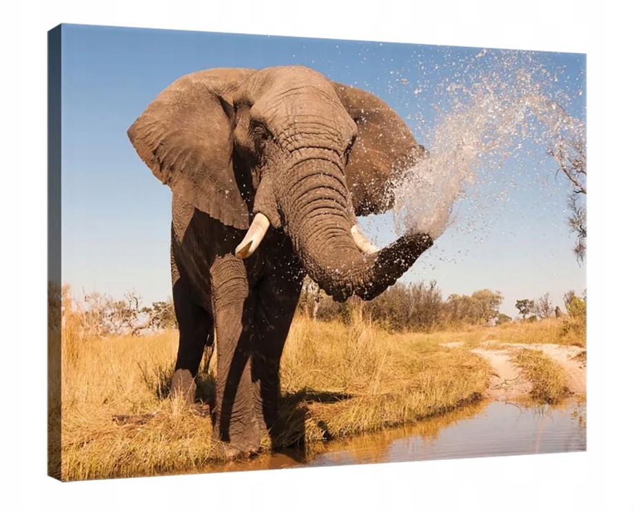 Obraz 100x75 Slon Afrika savana voda stříkající voda osvěžení síla příroda