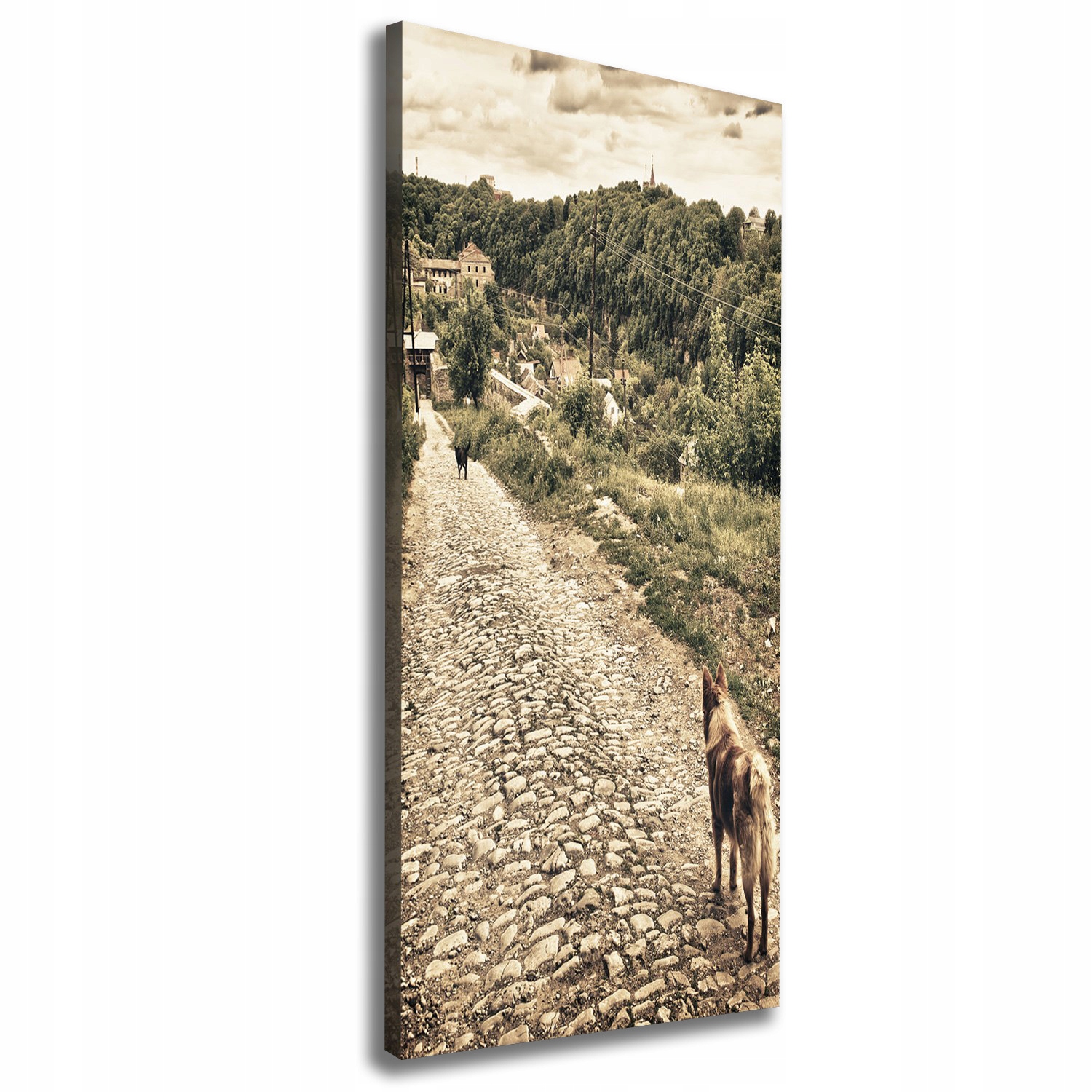 

Foto obraz na płótnie Dwa psy wzgórza 50x125 cm
