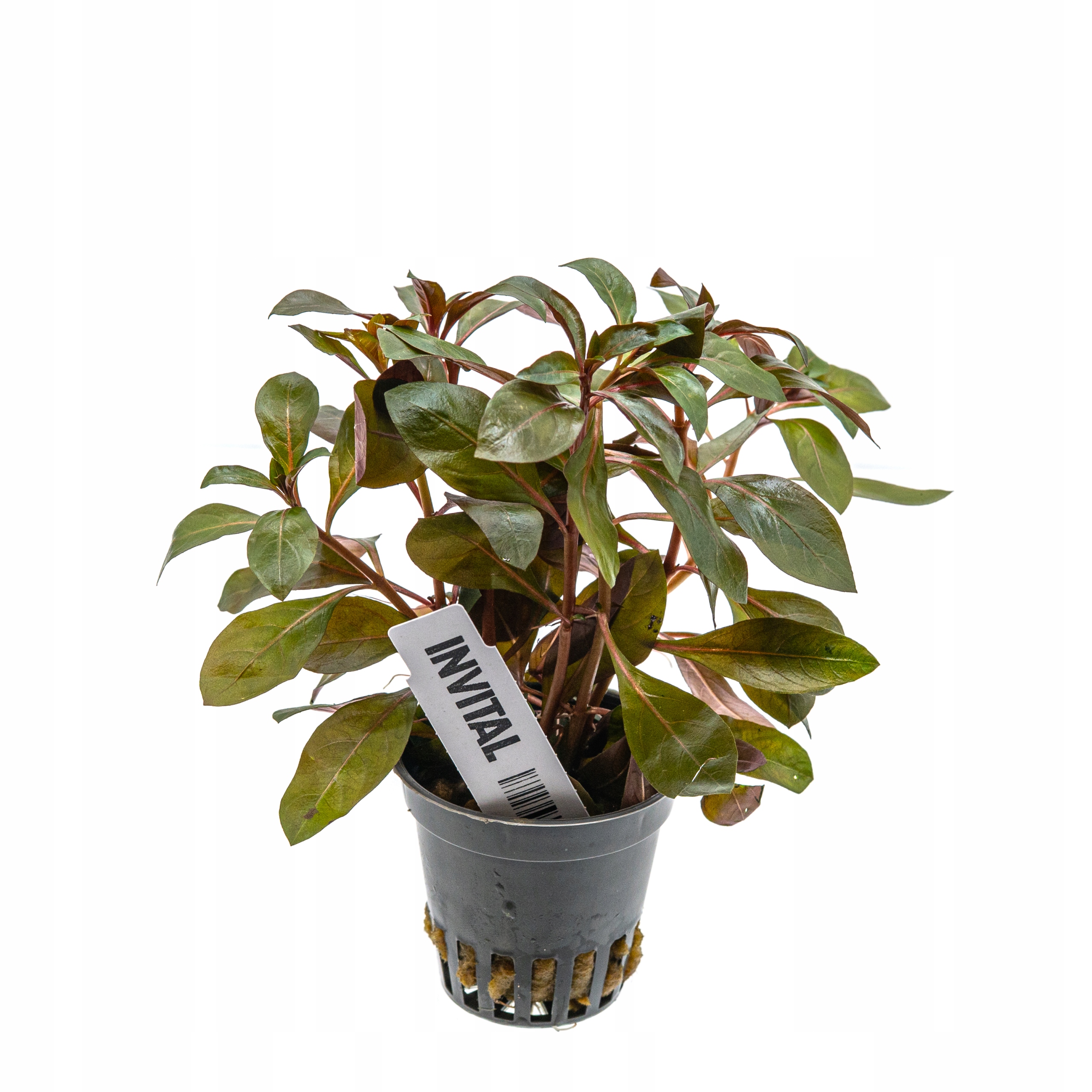 INVITAL Ludwigia repens Rubin koszyk Ø 5,5 cm