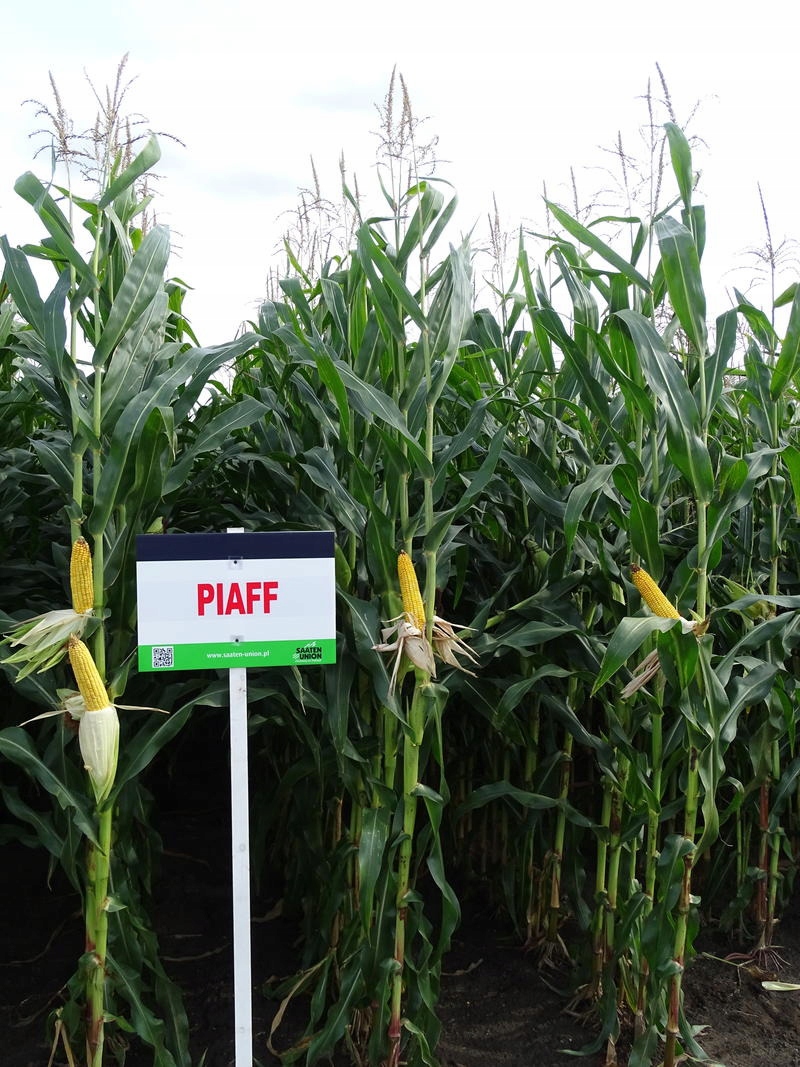 Semena kukuřice Kukuřice Piaff Fao. 280 Z