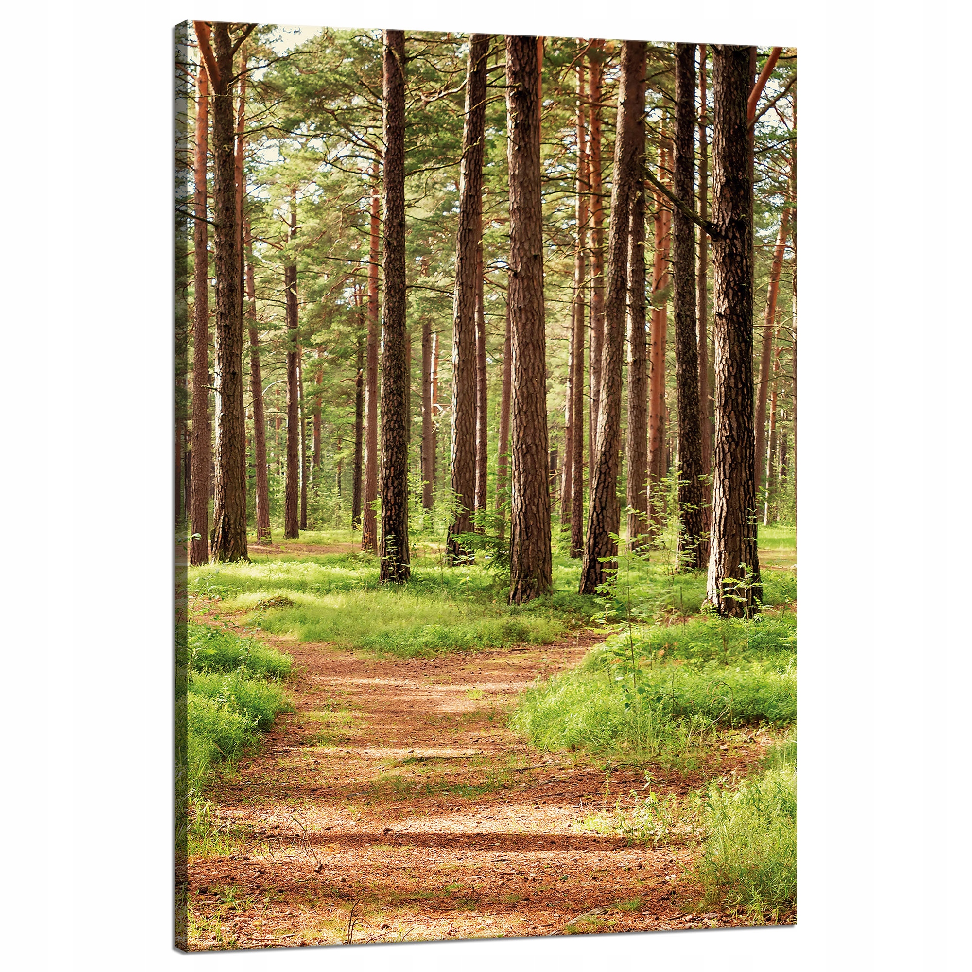 Obraz na plátně Stezka v lese Stromy Příroda 80x120 cm