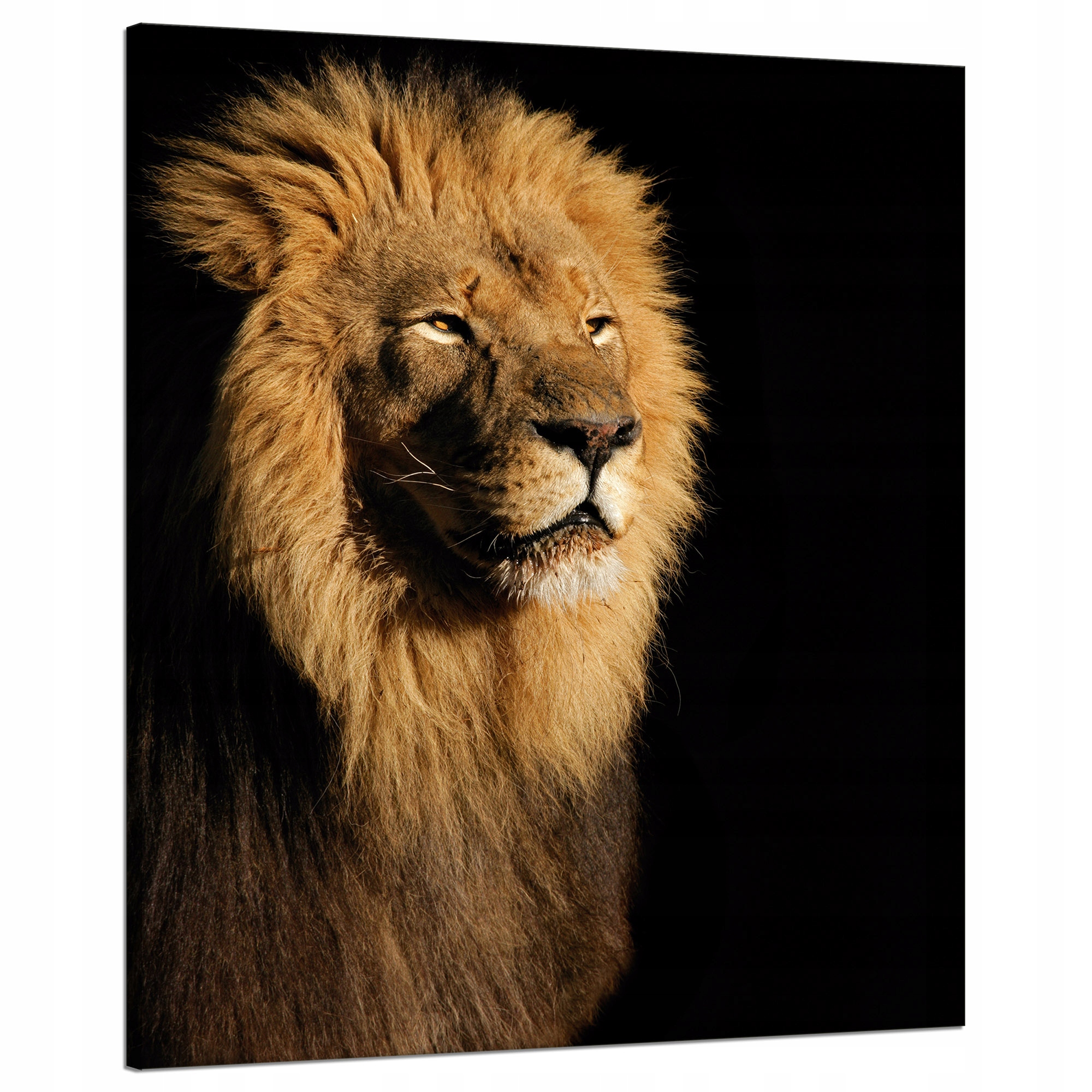 Obraz na plátně Osvětlený Lev Krása Hříva 80x100 cm