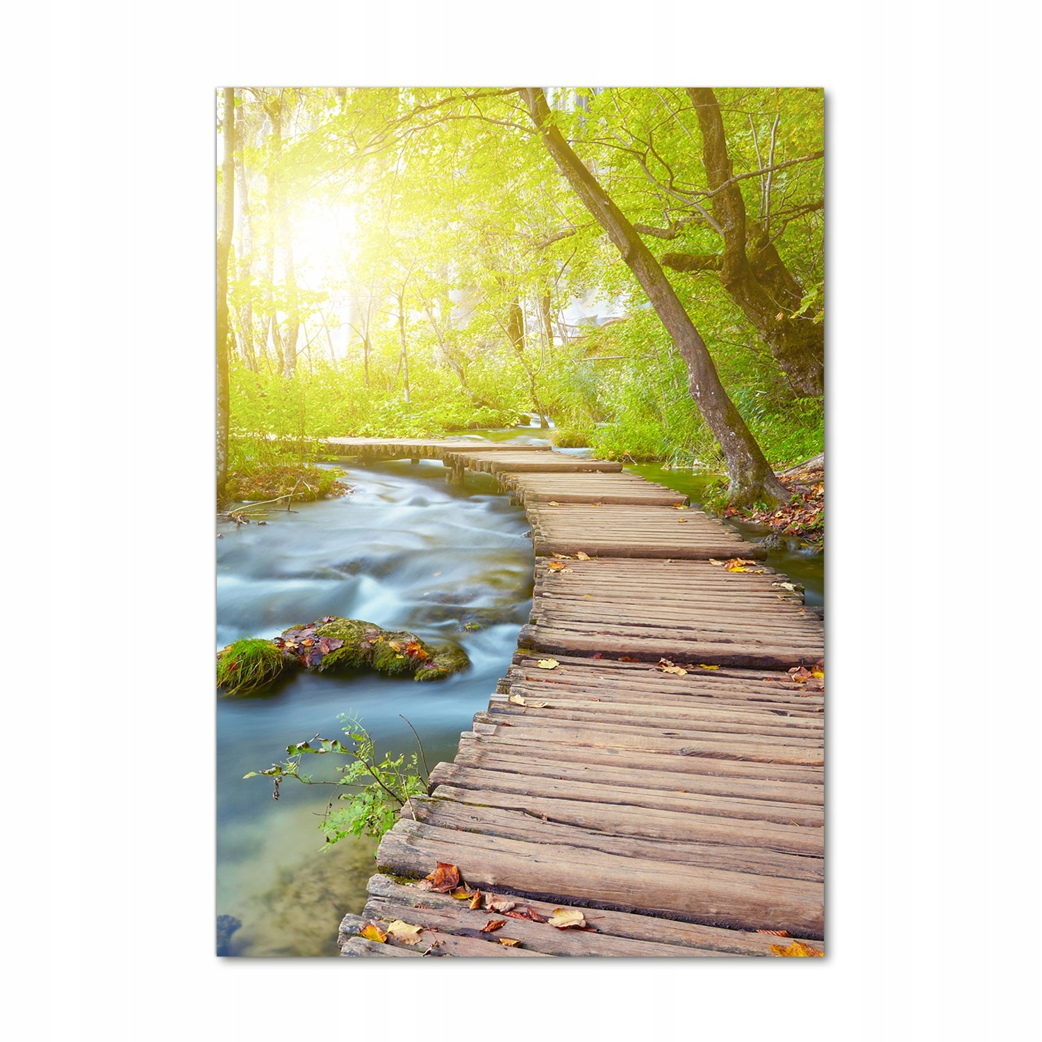 

Foto obraz szkło akrylowe Ścieżka w lesie 70x100cm