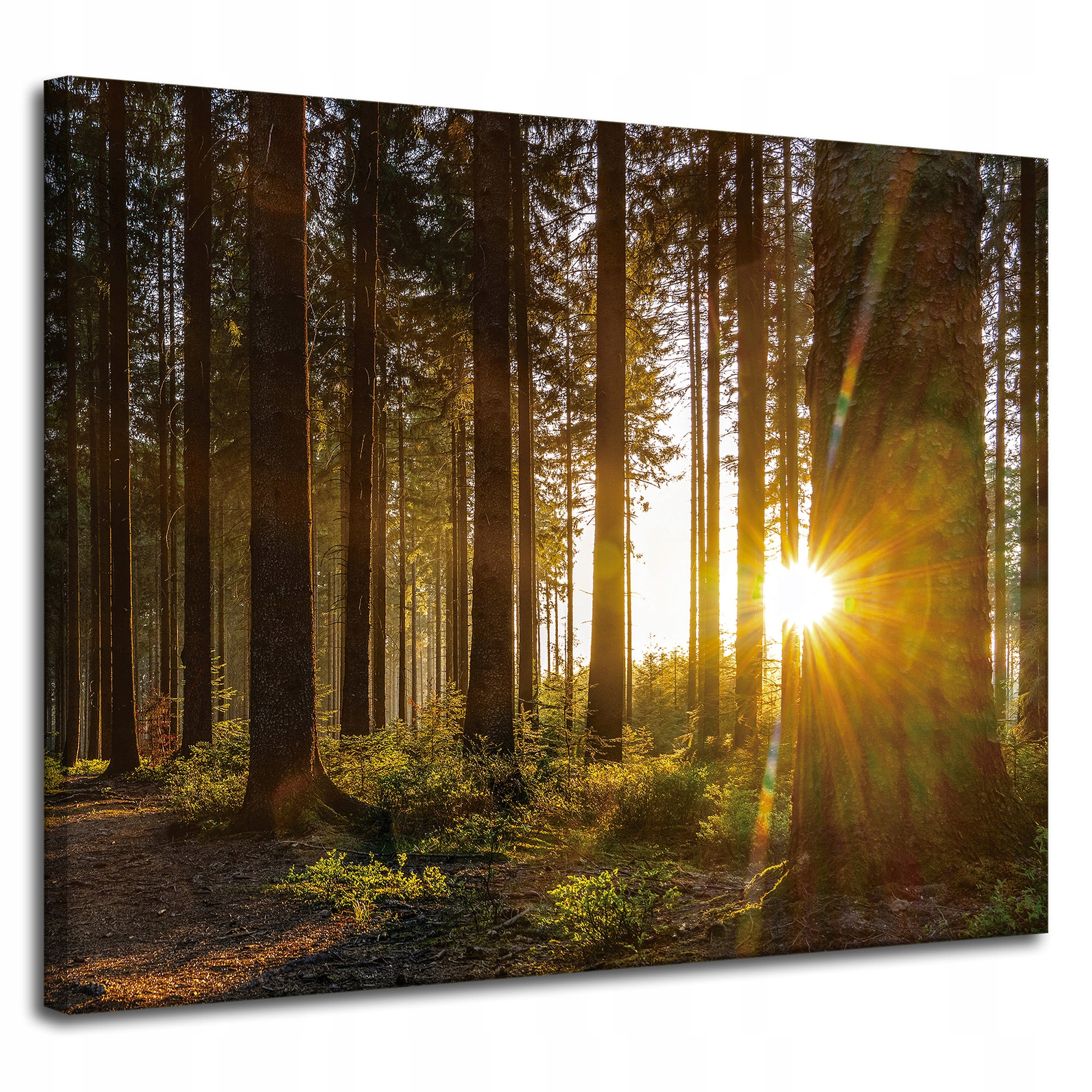 Obraz na plátně Západ slunce Les Stromy Příroda 100x80 cm