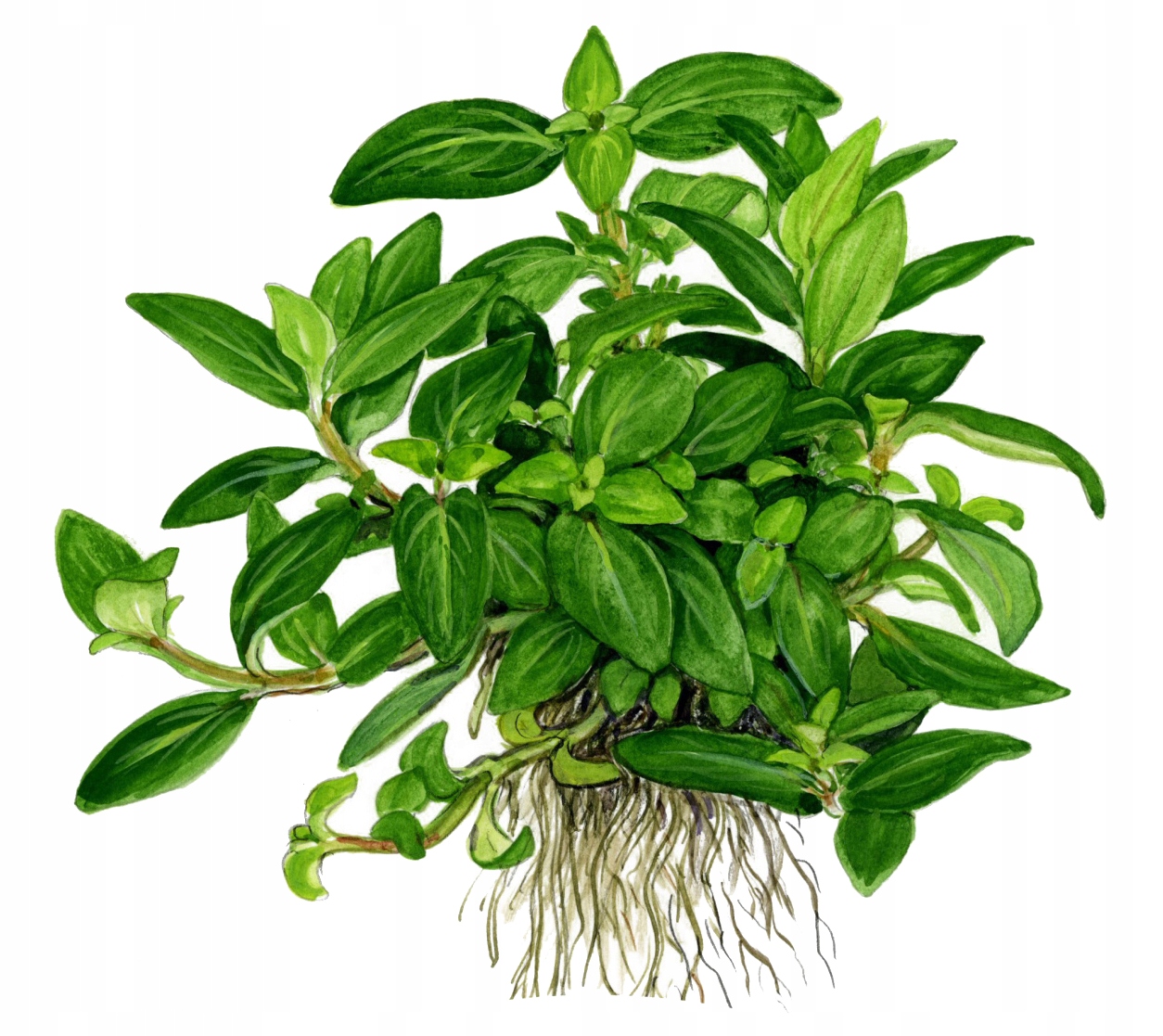 Staurogyne repens - TROPICA (koszyk)