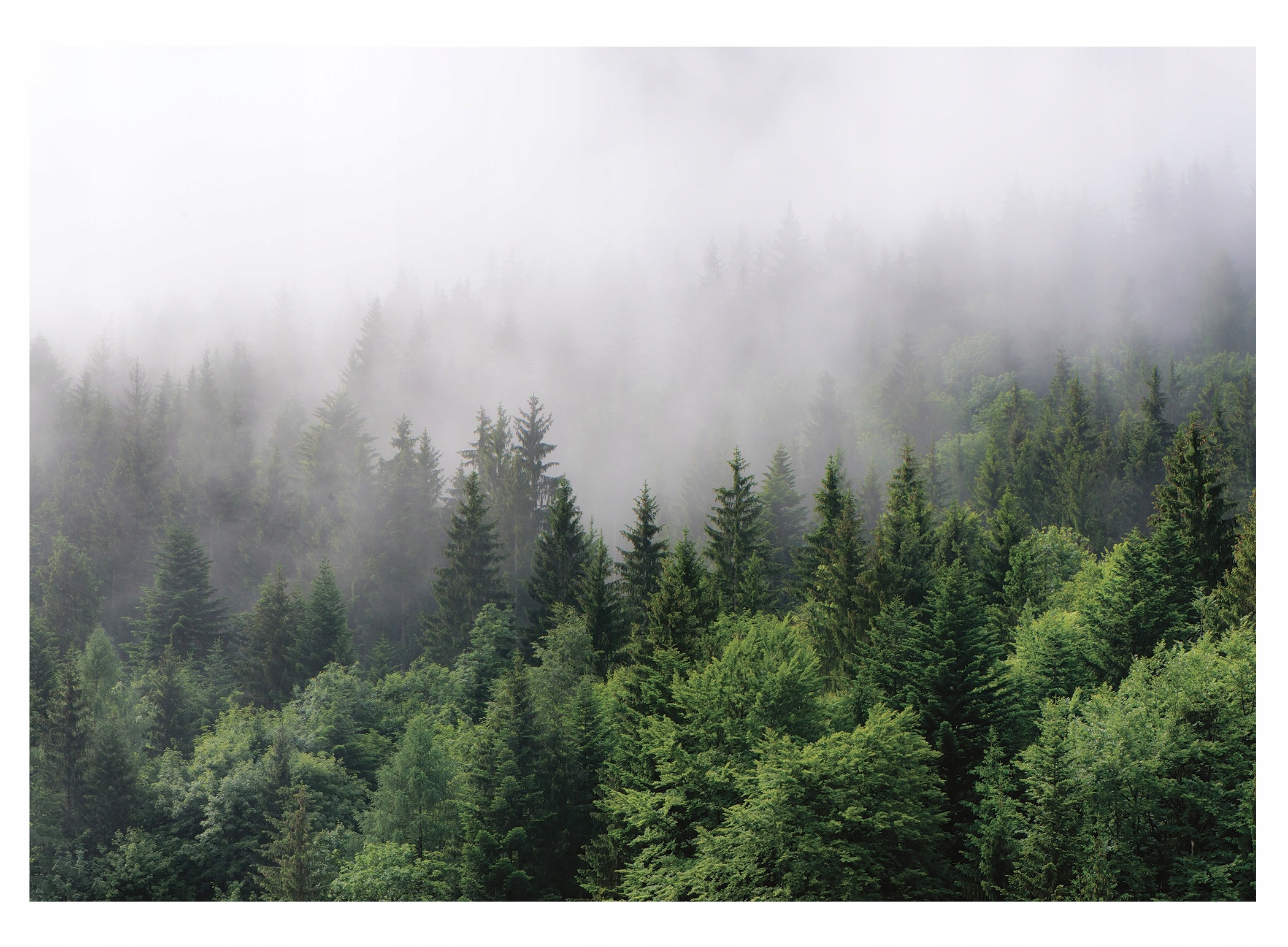 

Fototapeta winylowa na flizelinie Las Mgła 416x290