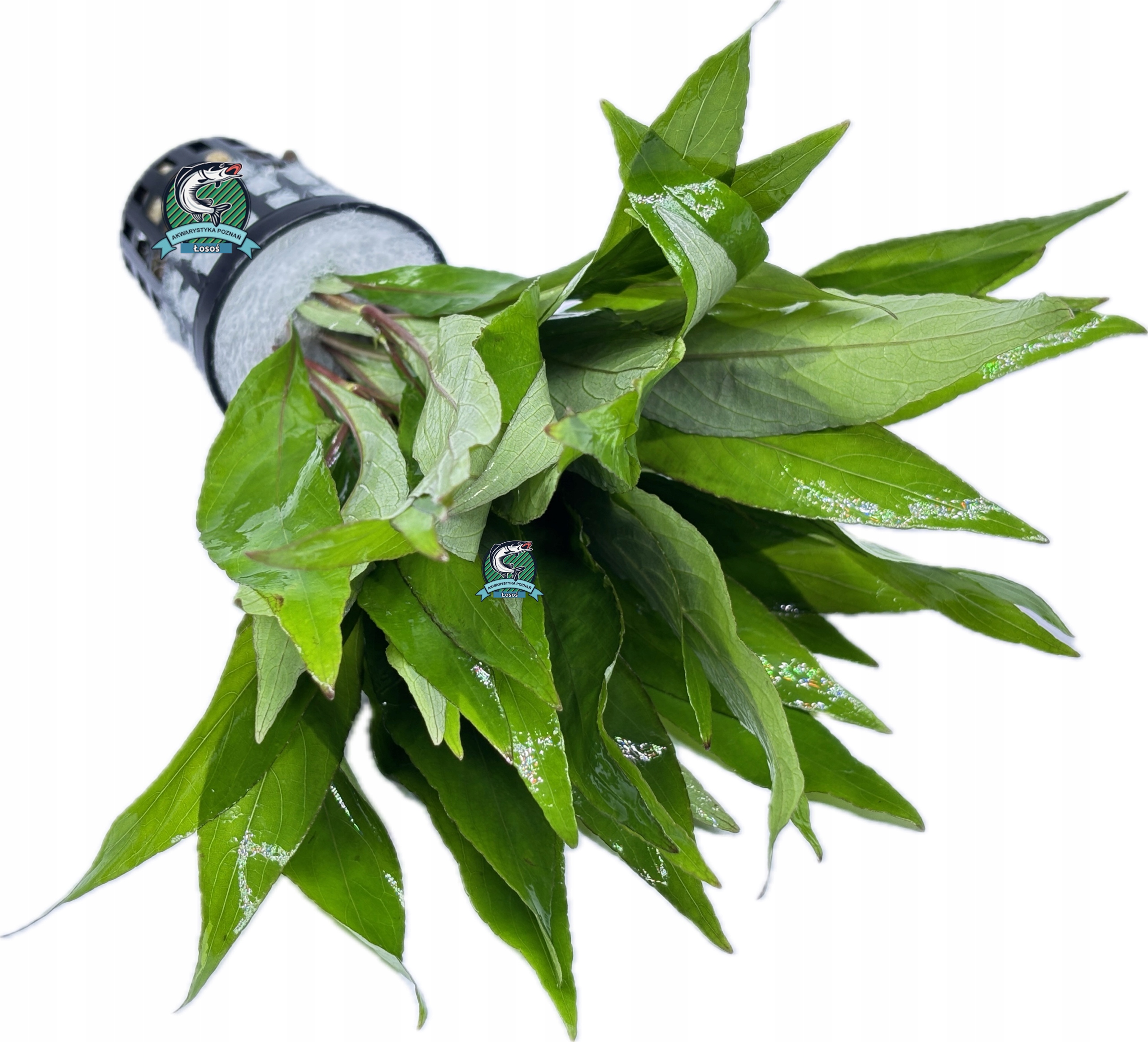 Hygrophila siamensis [koszyk]