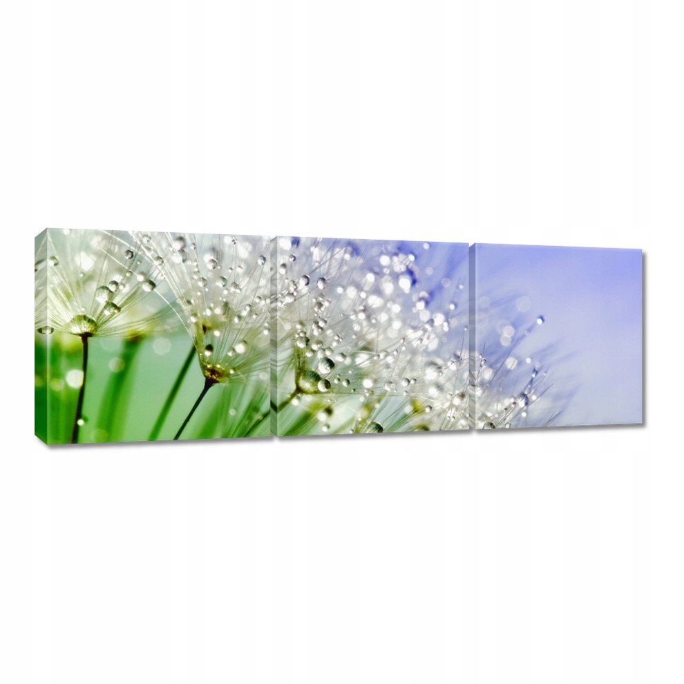 

Obrazy 120x40 Dmuchawiec Krople rosy
