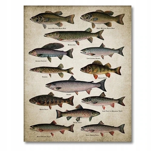 Plagát Vintage plemená potlač ryby rybárčenie rybolov sladkovodné ryby plak
