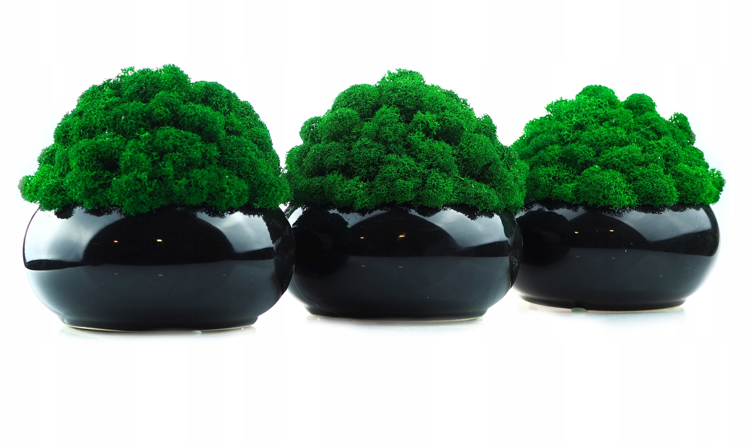 MECH chrobotek w DONICZCE różne kolory MIKROKLIMAT doniczka z mchem Rodzaj mech chrobotek