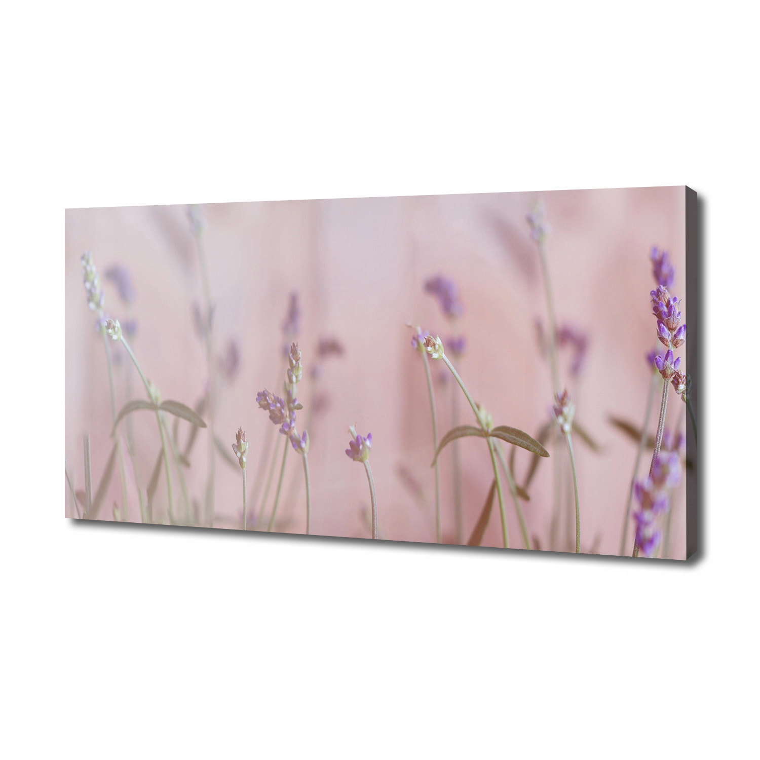 

Foto obraz canvas na ścianę Lawenda 140x70 cm