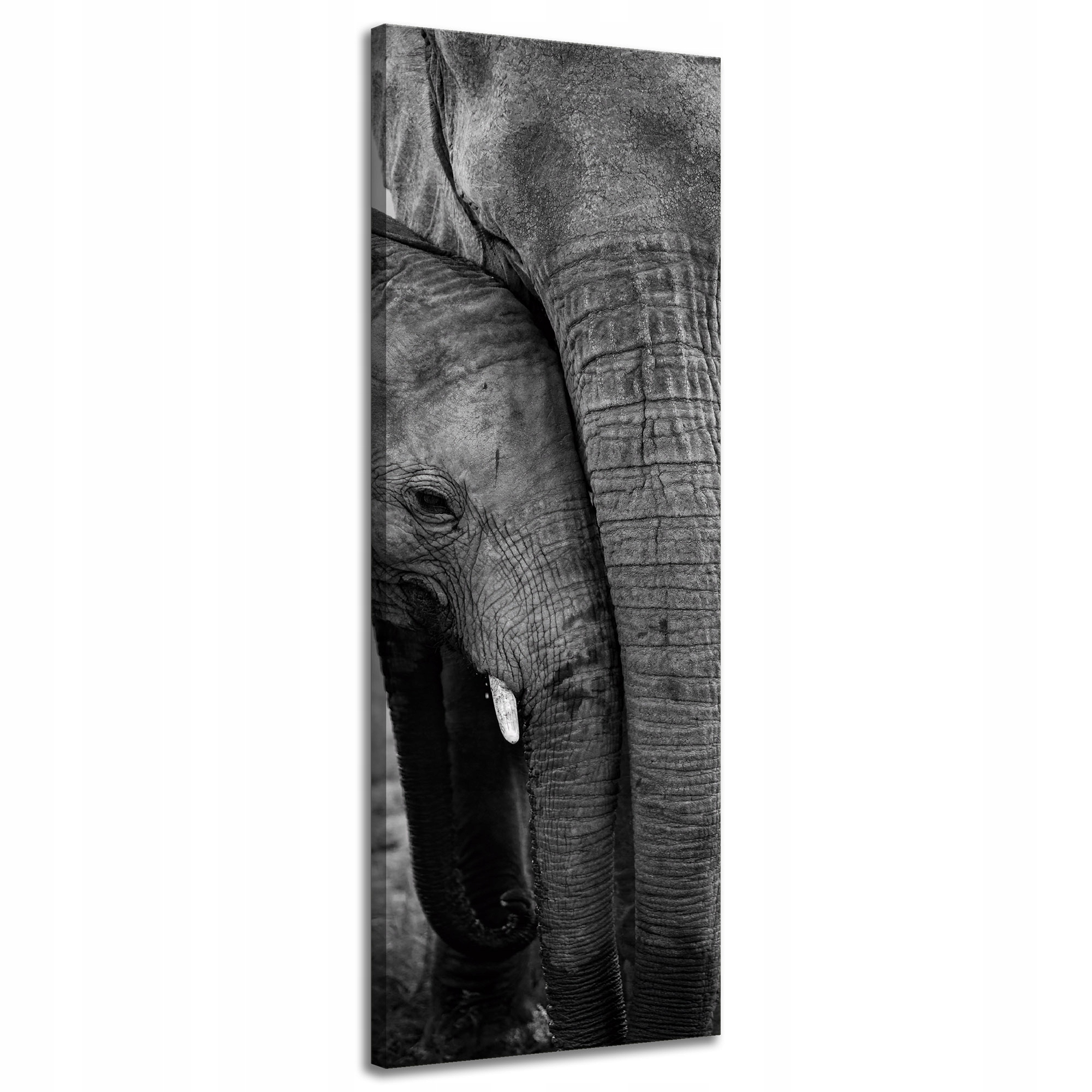 Obraz na plátně Černobílá Sloní pár Příroda 40x120 cm