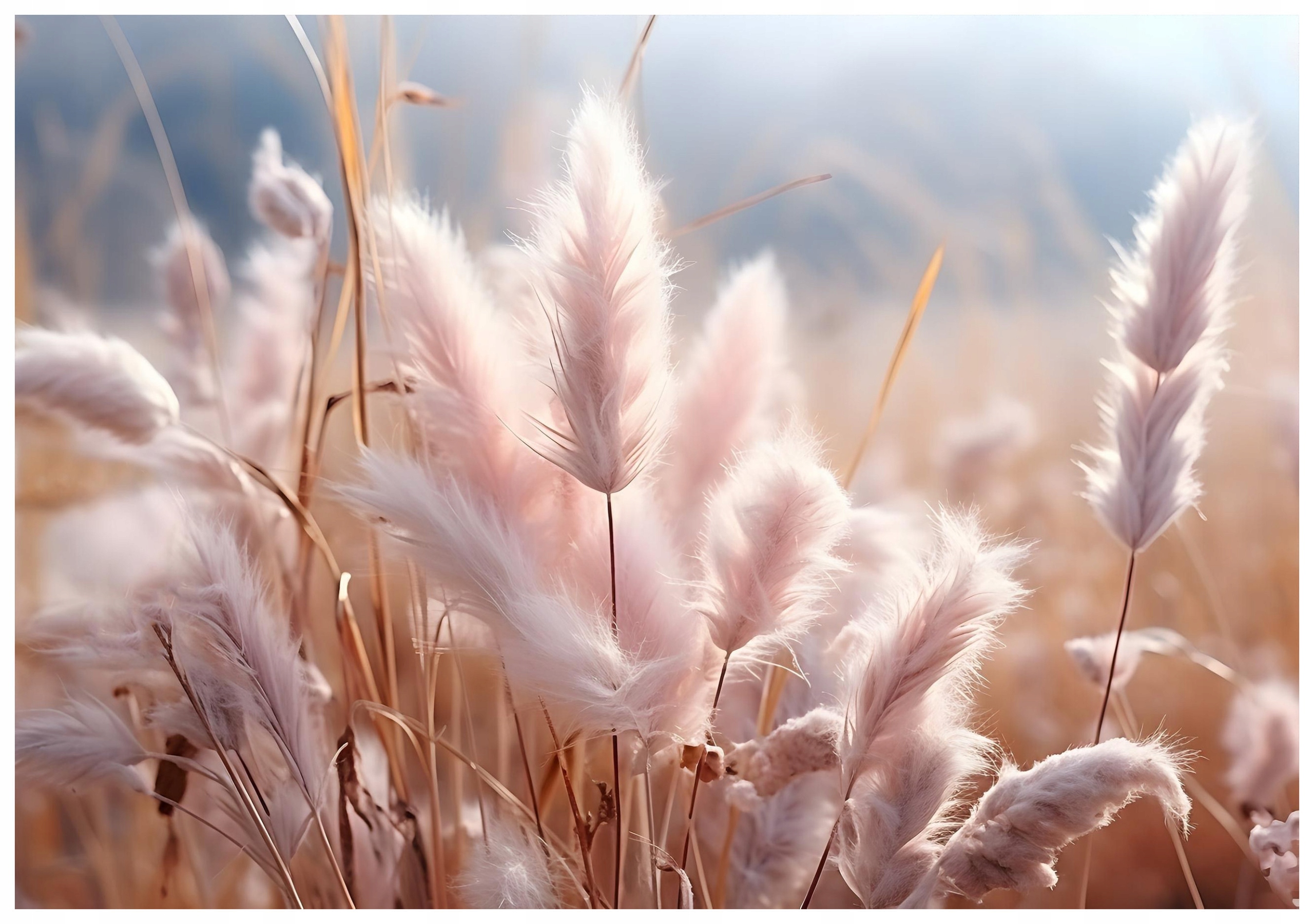 Vliesová fototapeta Pampová tráva jemné kvetenstvo 300x210 lepidlo