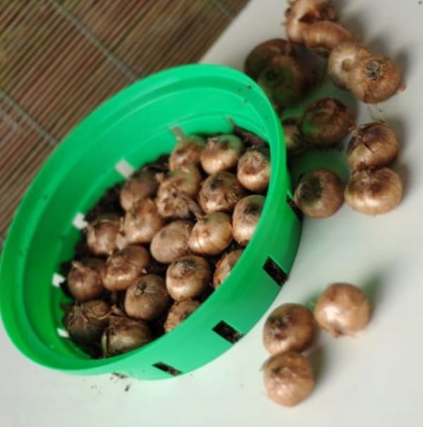 Koszyk na cebulki ONION 20 cm — 5