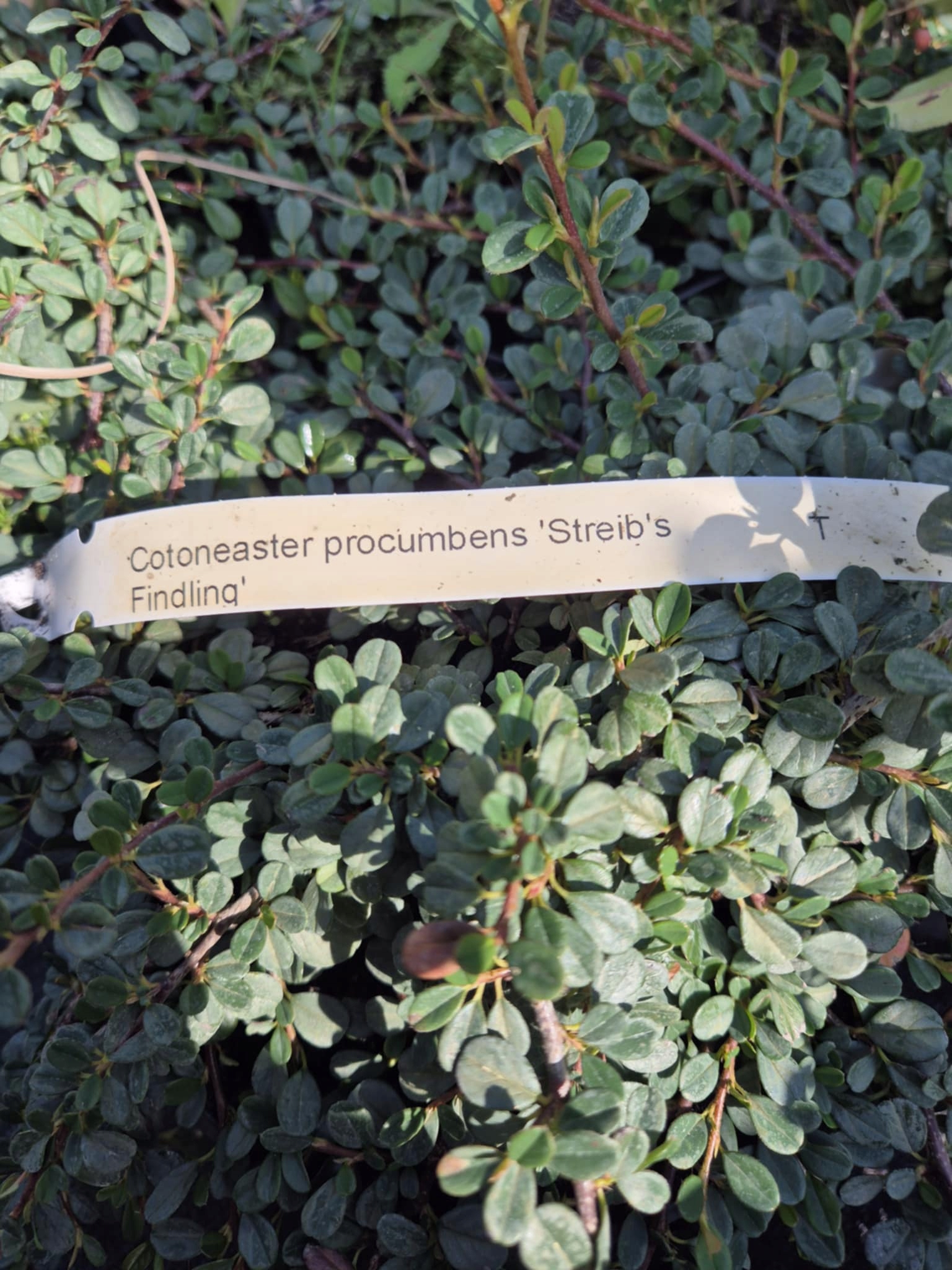 Irga płożaca Streib's Findling