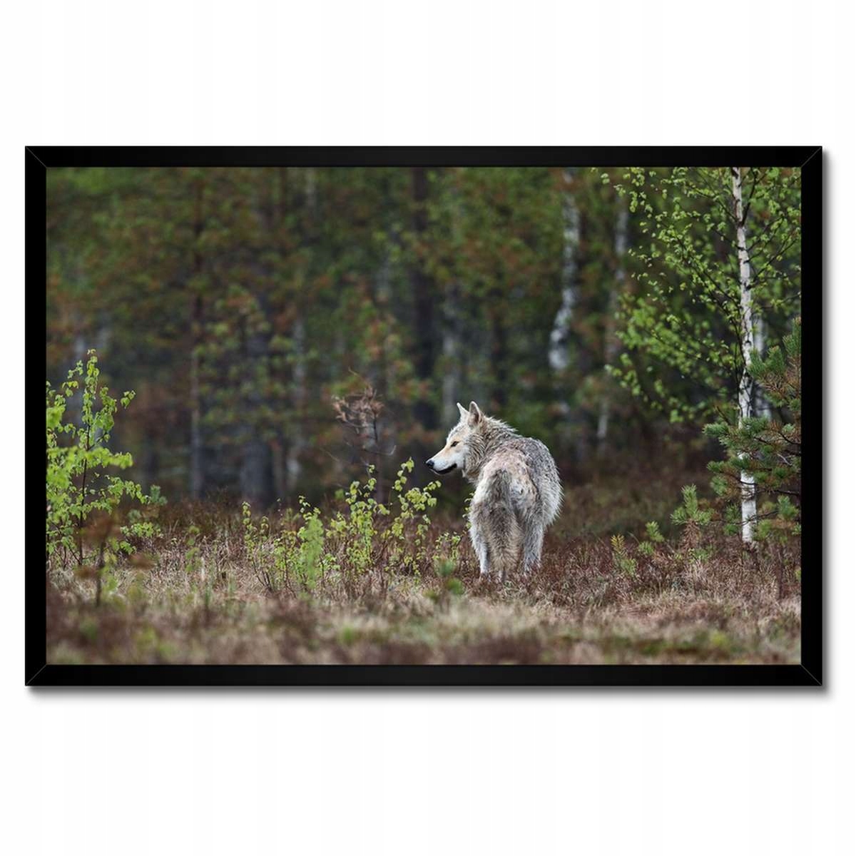 Plakáty v rámu 60x40 Vlk vlci Wolf