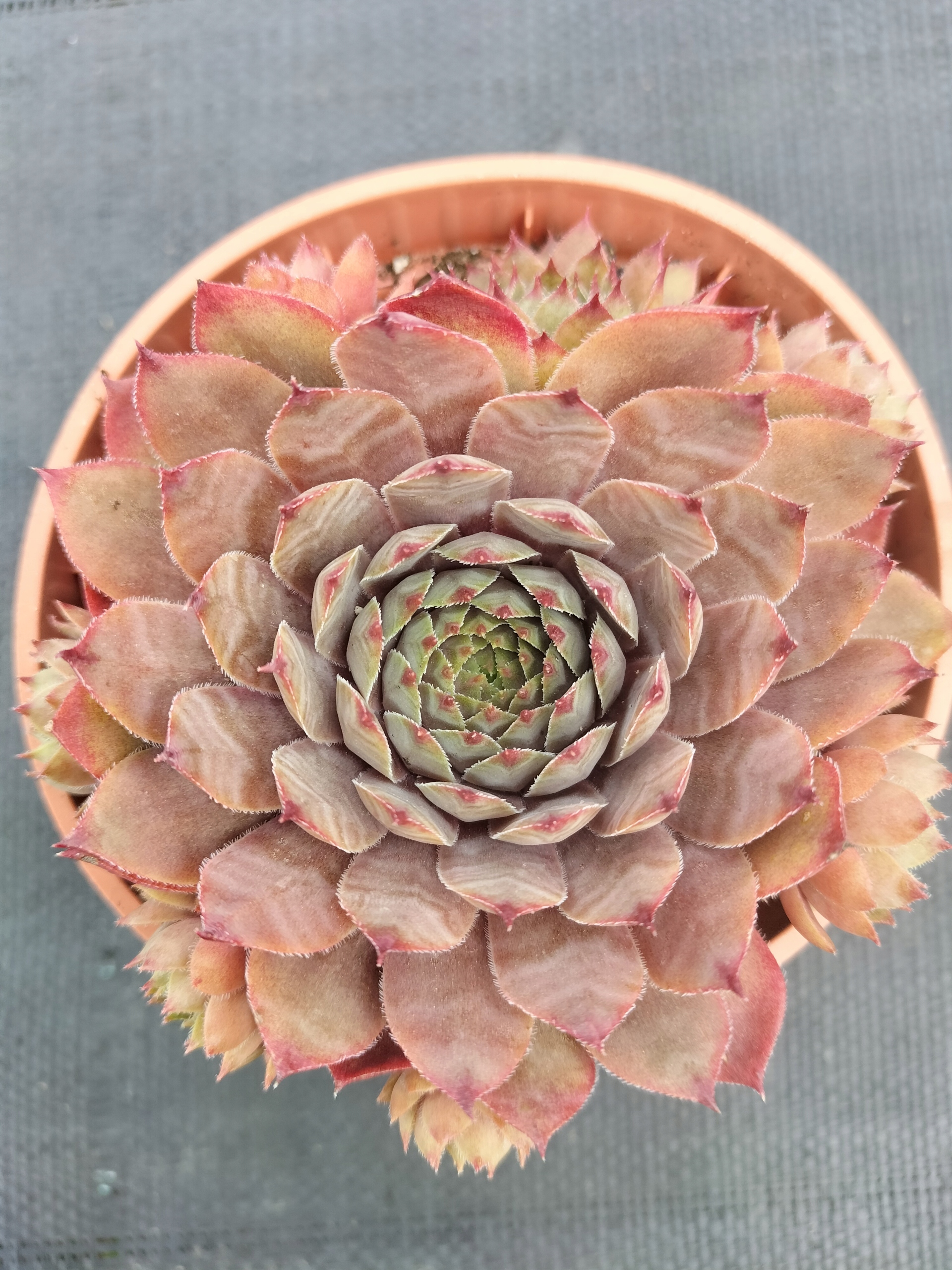 Ройник 473 Шеннон от розового до светло-голубого