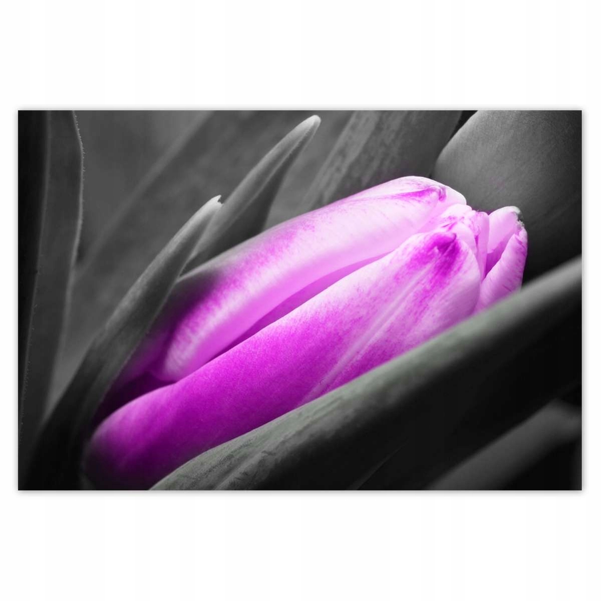 Plakáty 200x135 Fialový tulipán