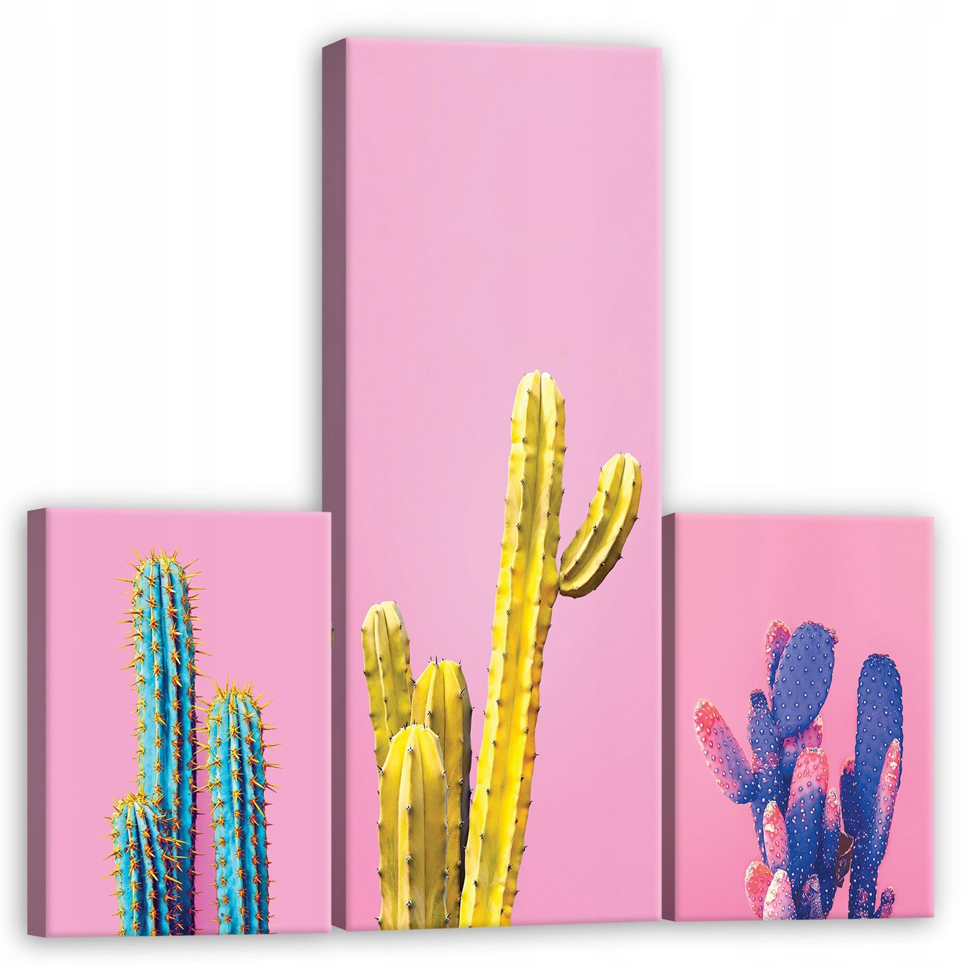 Obraz 80x80 Kaktusy růžové pozadí jasné barvy moderní styl botanika