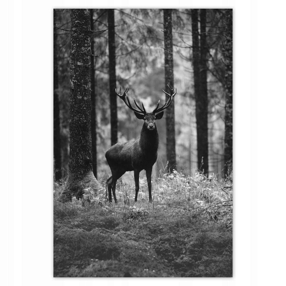 

Plakaty 62x93 Jeleń w lesie B&w