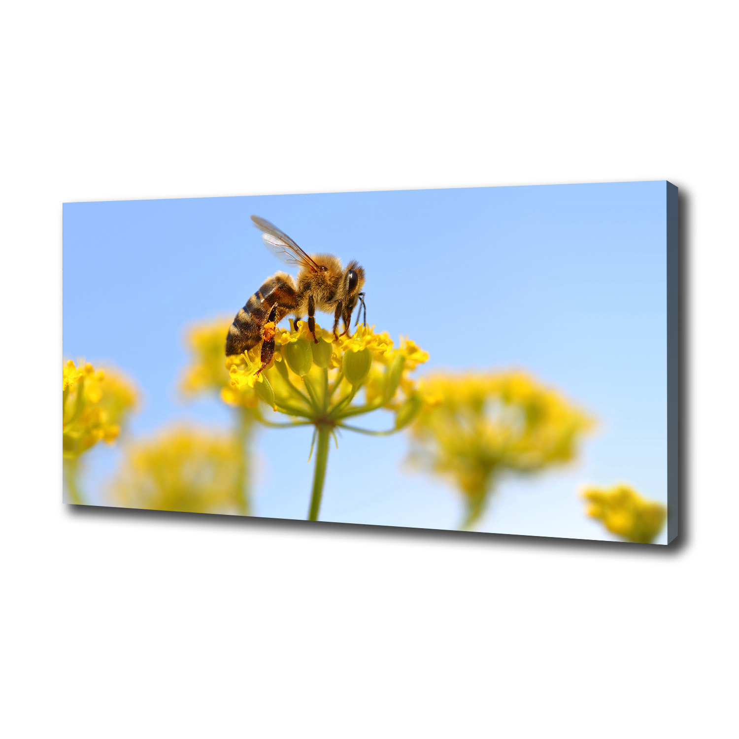 

Foto obraz na płótnie Pszczoła na kwiatku 100x50cm
