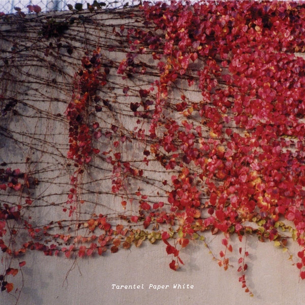 Tarentel – Paper White Nowa