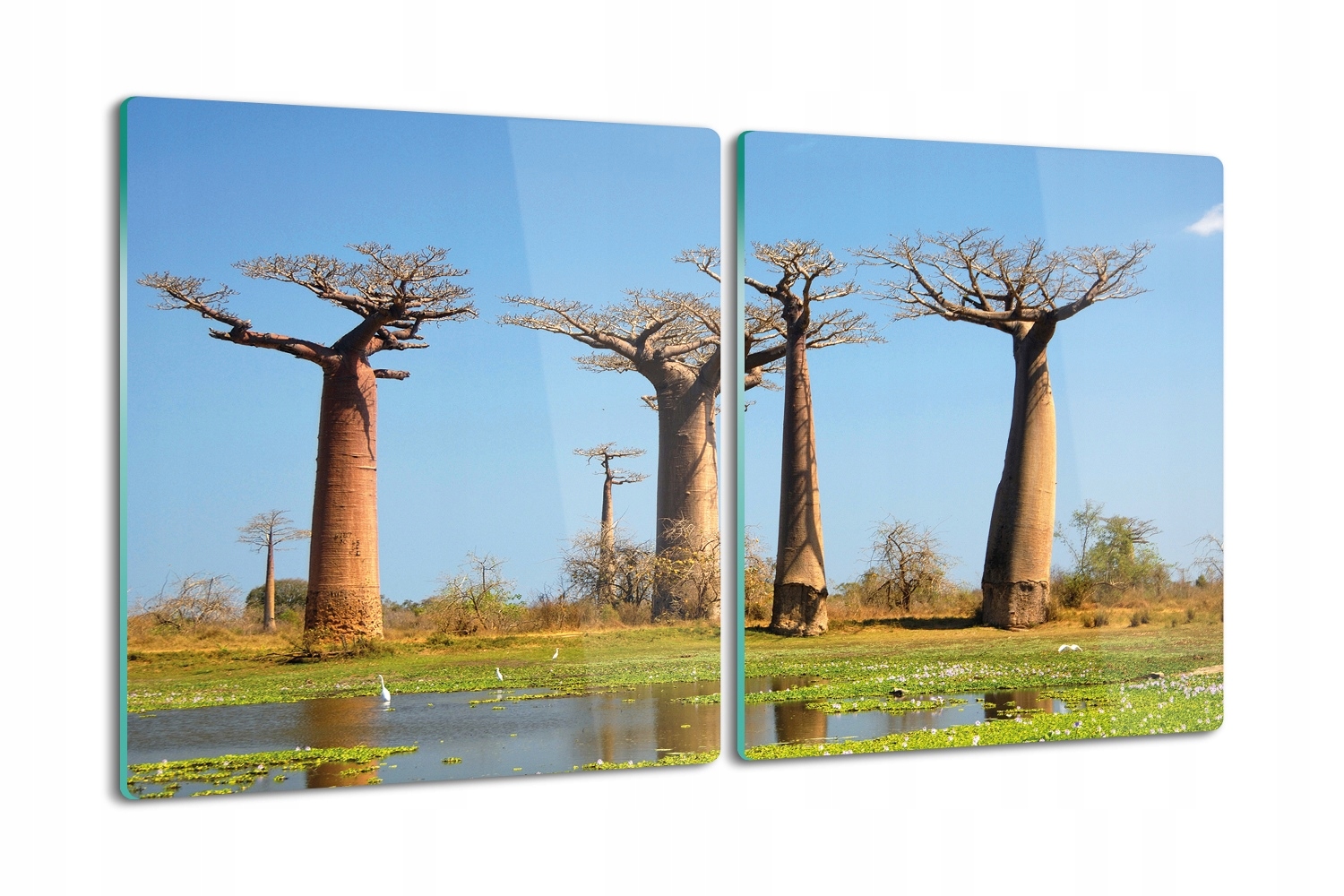 

deska 2x40x52 z nadrukiem Baobab drzewa Afryka
