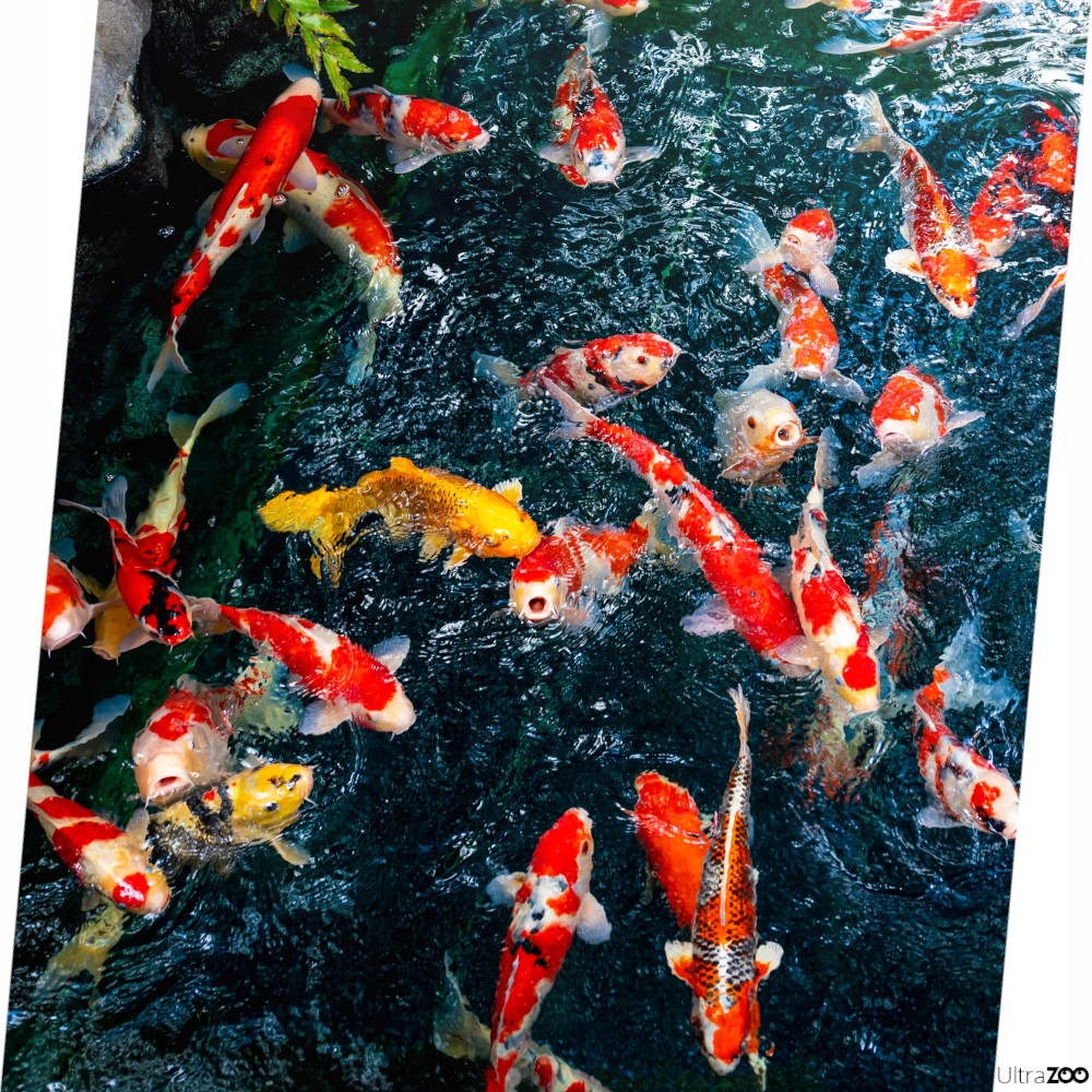 TROPICAL 4kg 50l karma dla ryb w oczku wodnym pływające kolorowe pałeczki Marka Tropical