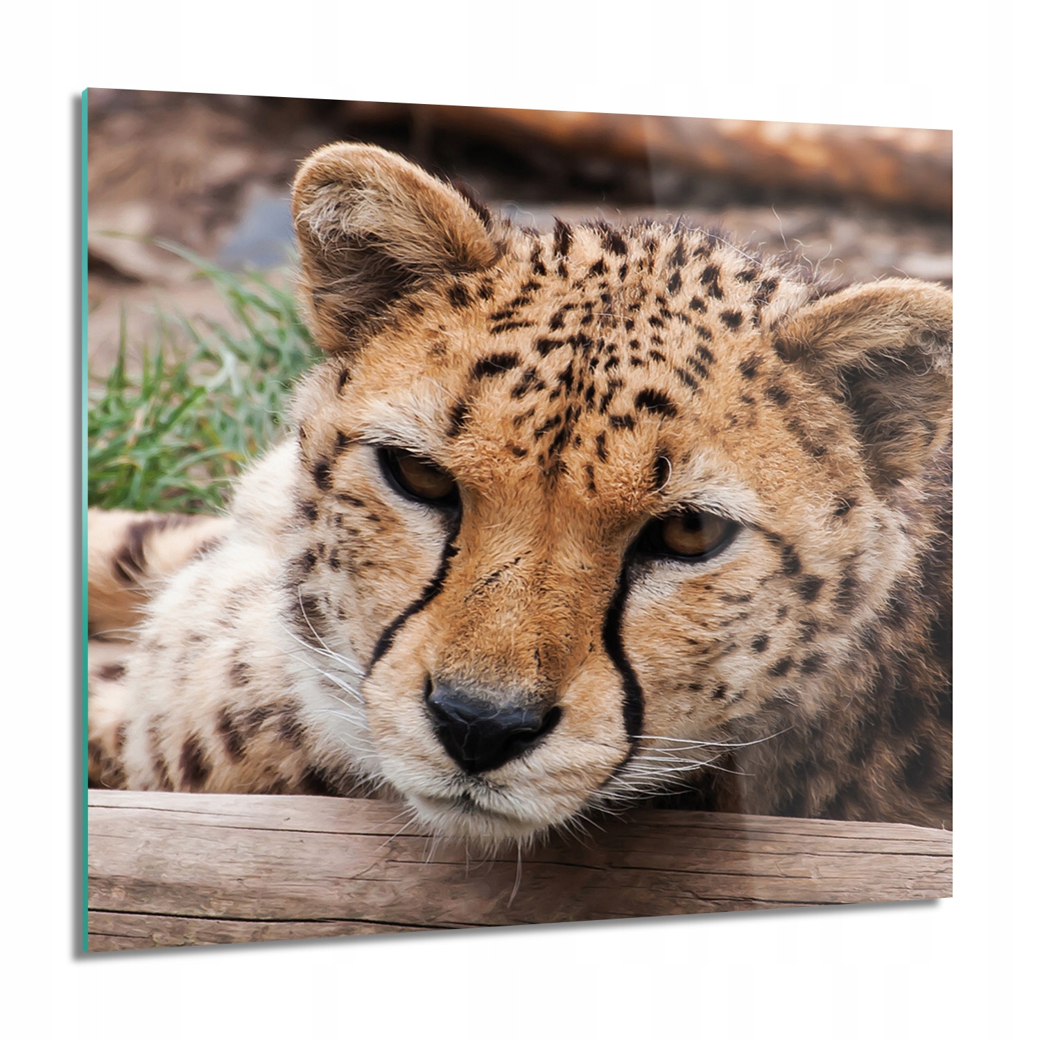 Gepard rastliny Foto sklo na stenu 60x60 grafika