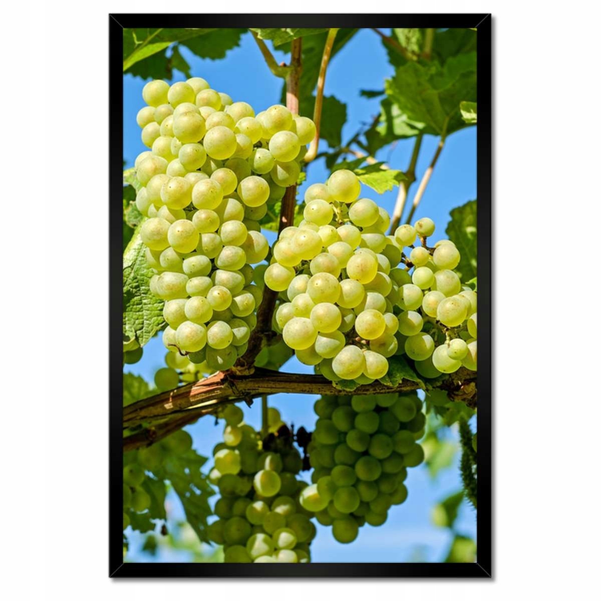 Plakáty v rámu 40x60 Zelené hroznové víno