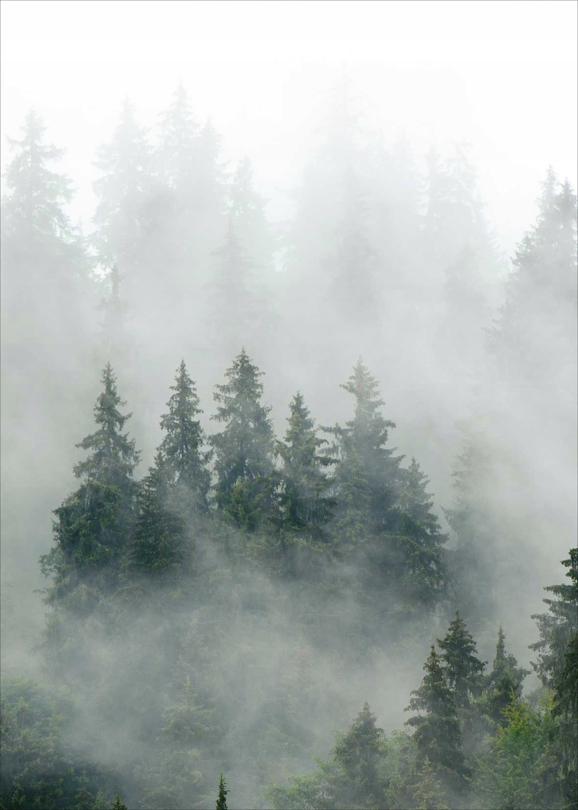 

Plakat Plakaty do ramki Las, Mgła, Drzewa 50x70
