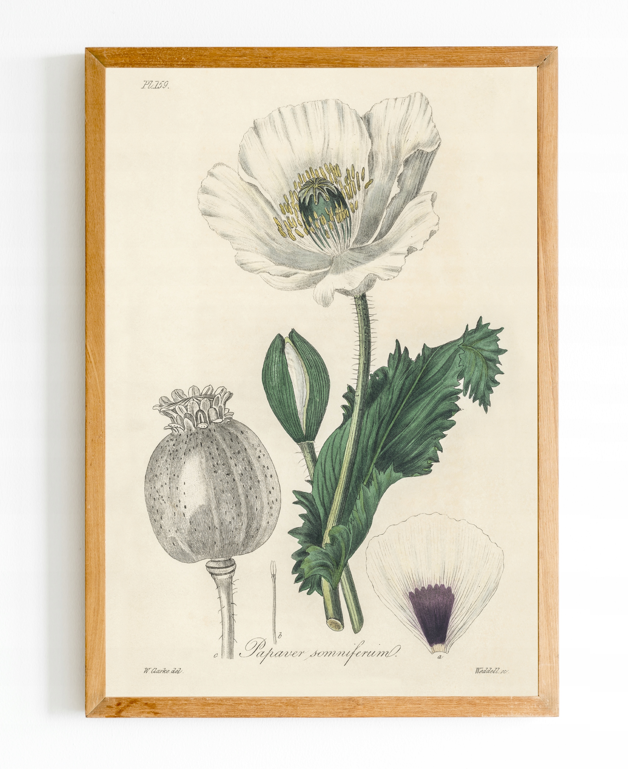 

Obraz plakat Botanik Botanical Rośliny A4 #bn03