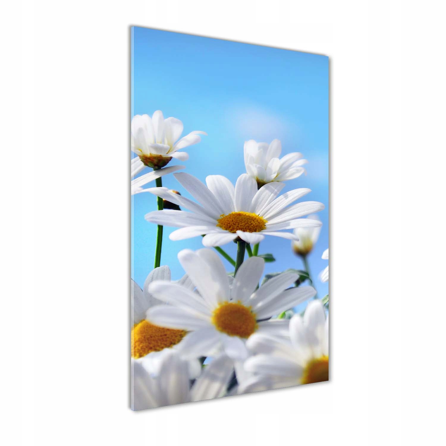 

Foto obraz akrylowy na ścianę Stokrotki 50x100cm