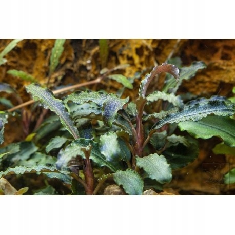 Bucephalandra Kedagang - koszyk