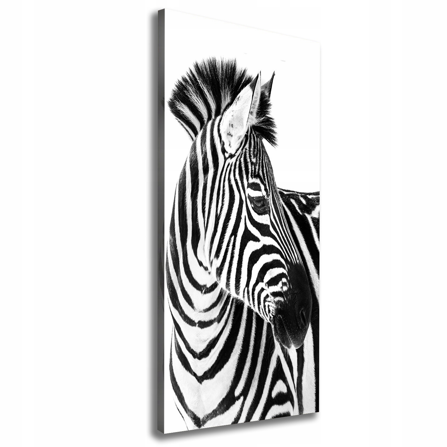 

Foto obraz na płótnie Zebra w śniegu 50x125 cm