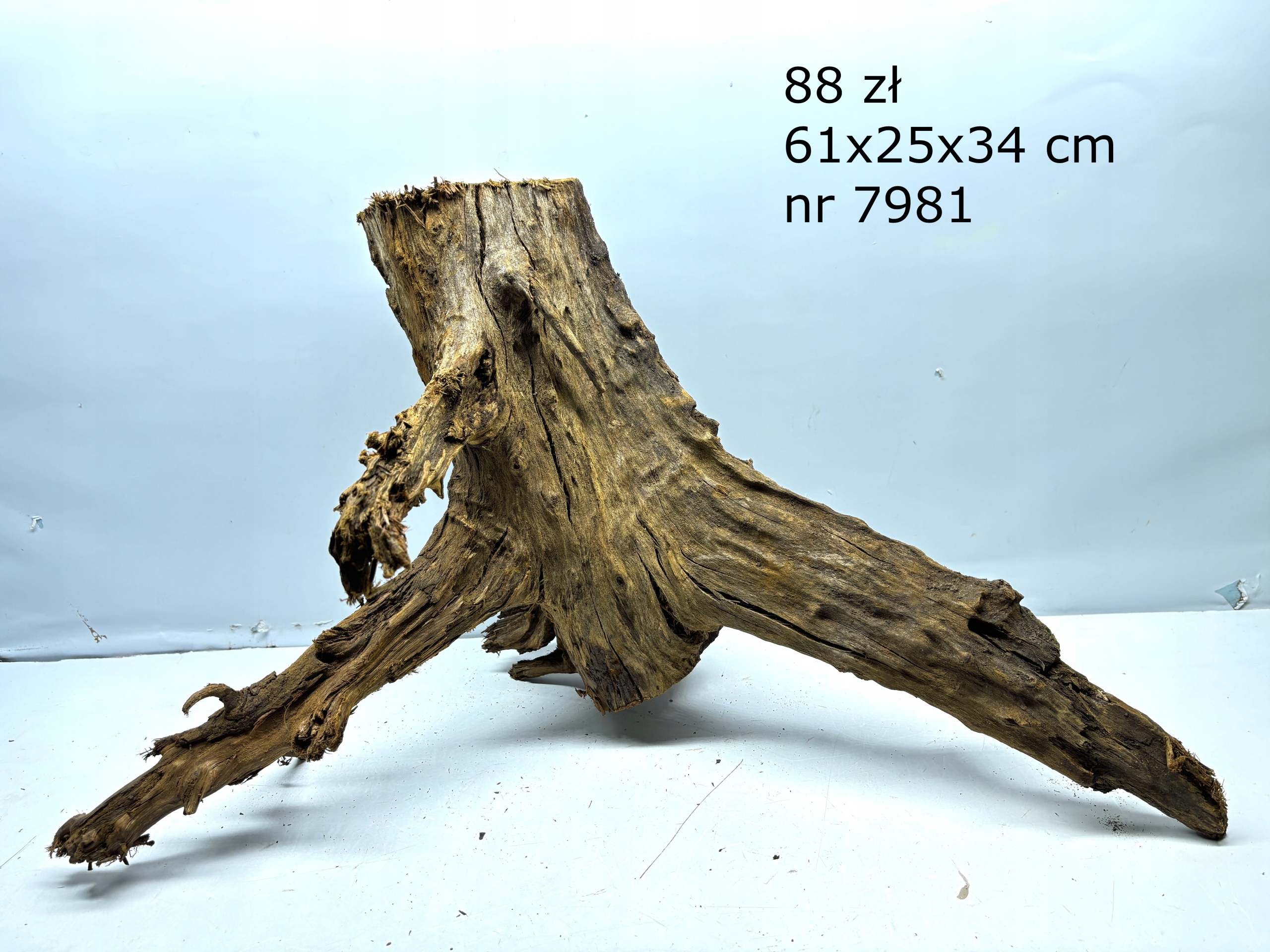 Korzeń Mangrowca mangrowiec nr 7981