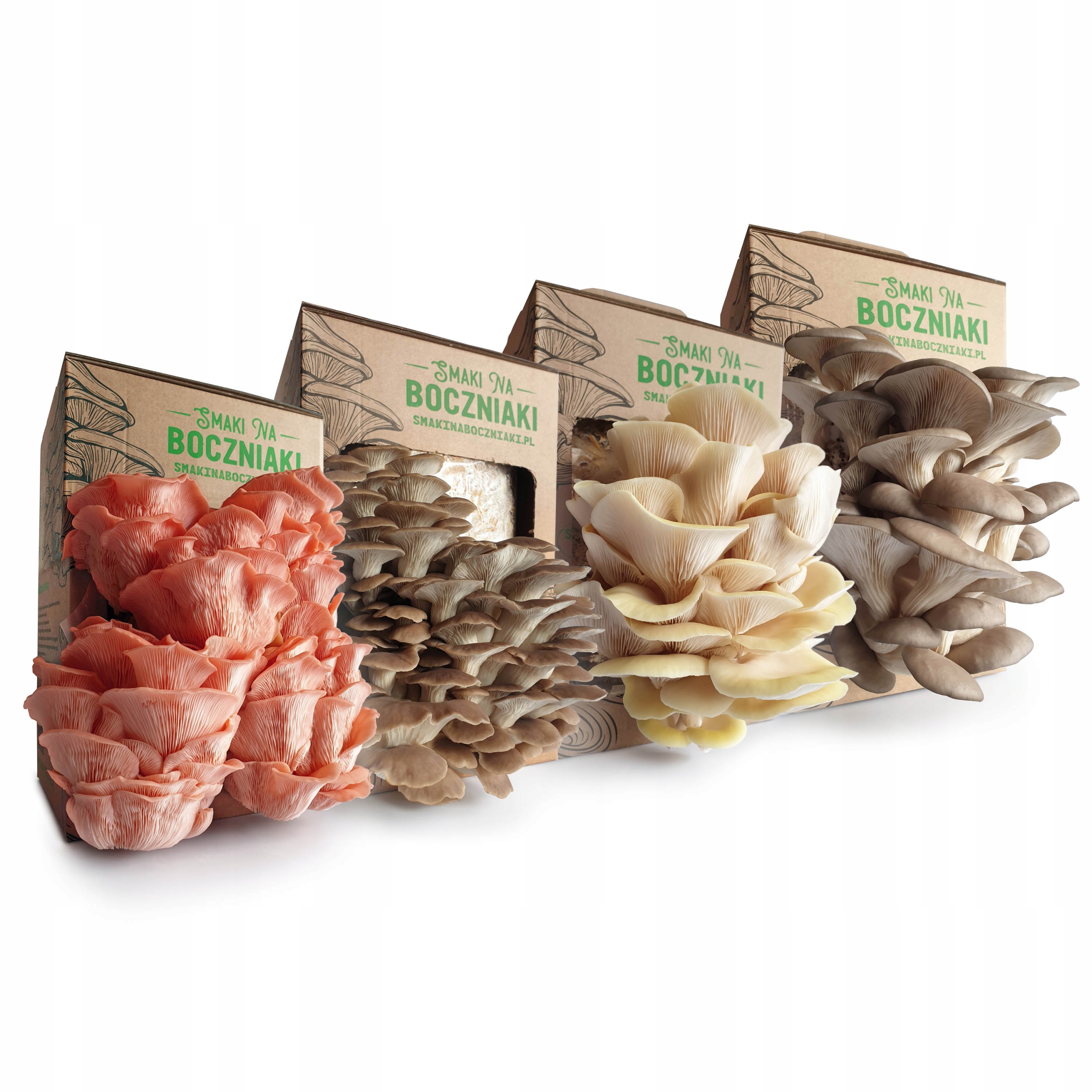 Levně Combo – hlíva ústřičná, růžová, lžícovitá a citronová