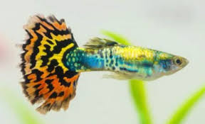 Gupik Yellow Tiger 6 szt