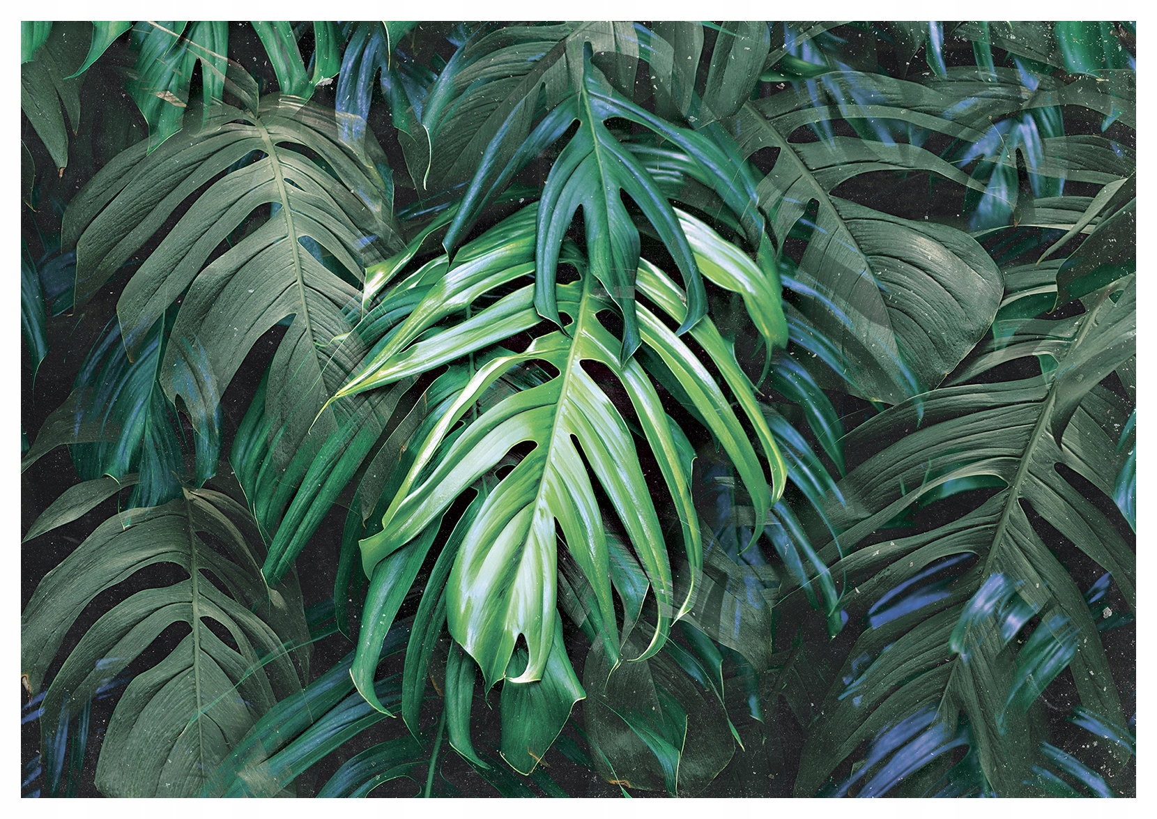 Tapeta Listy Monstera Filodendron Tropický Zelený 416x254 vinyl lepidlo