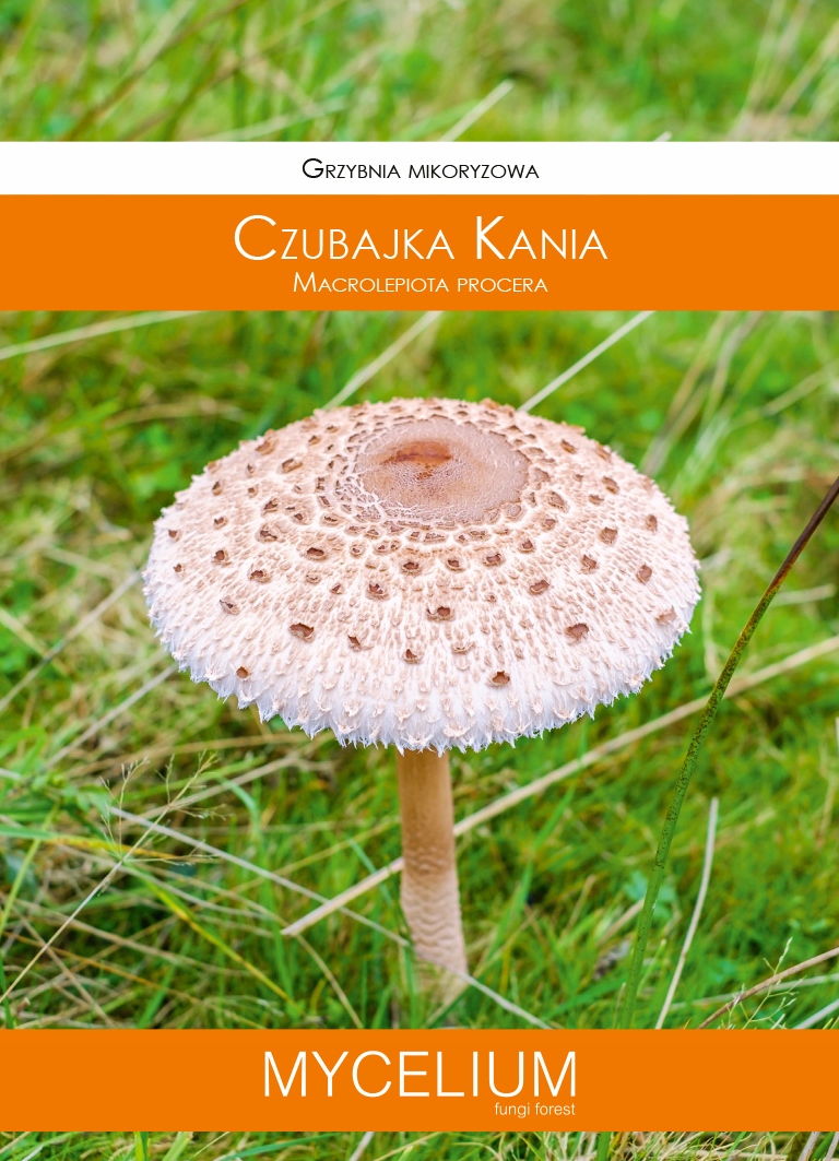

Mikoryza żywa grzybnia Czubajka Kania