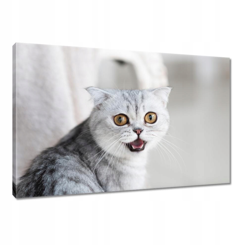 

Obrazy 120x80 Kot Kotek Koty Kicia