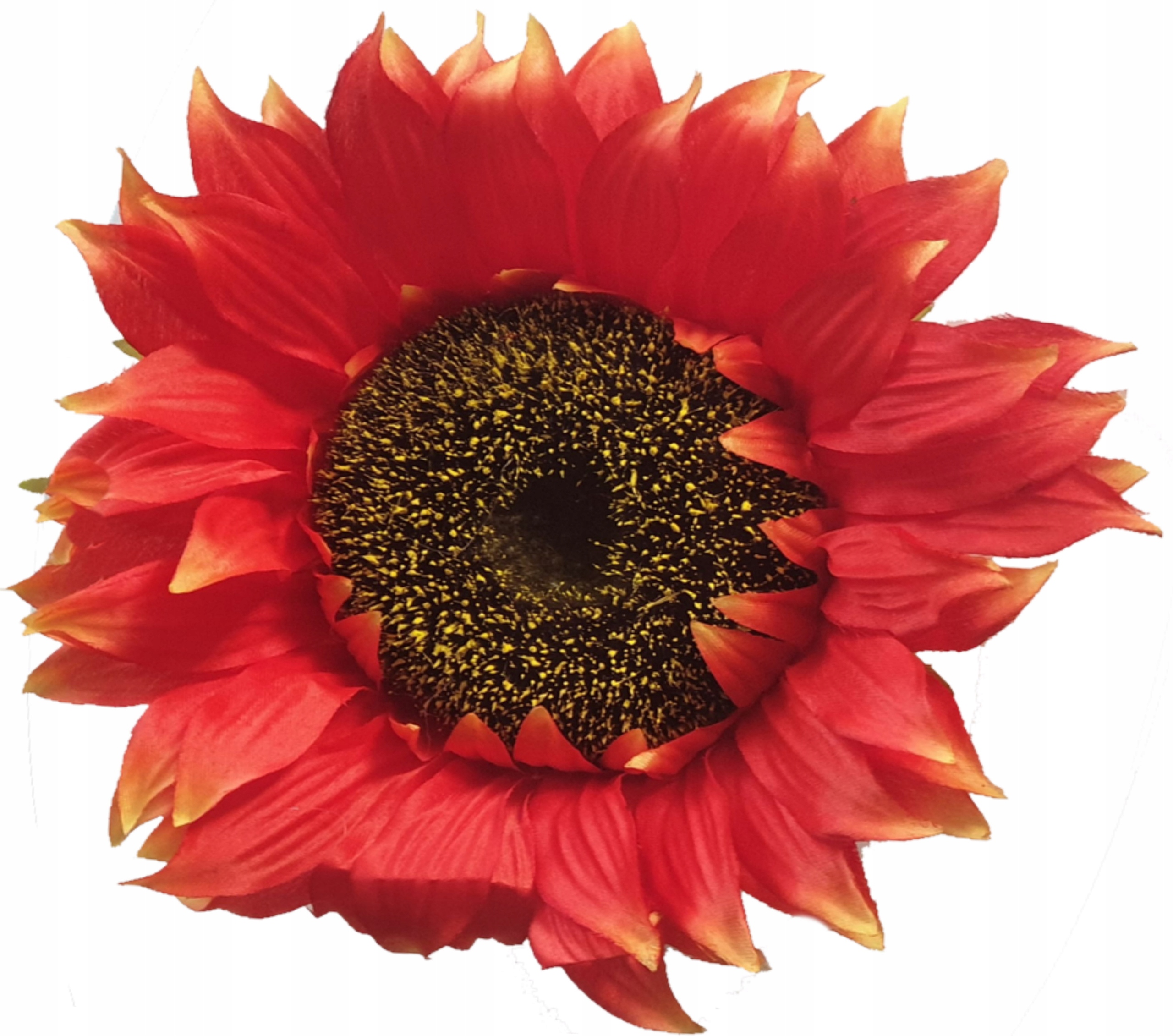 

Słonecznik Wyrobowy Główka 23cm