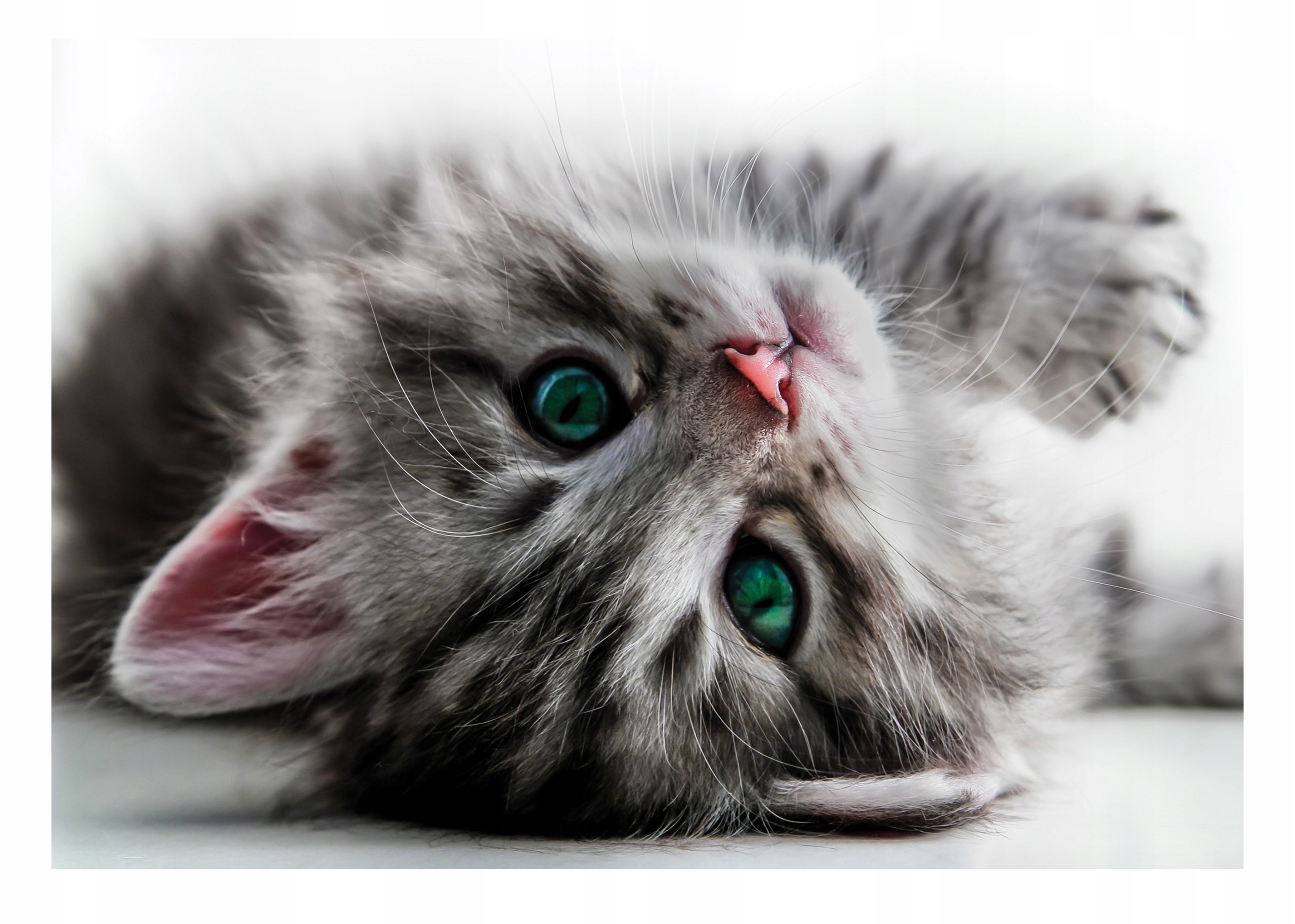 Fototapeta S Kočkou Kočka Kotě pro děti 312x219