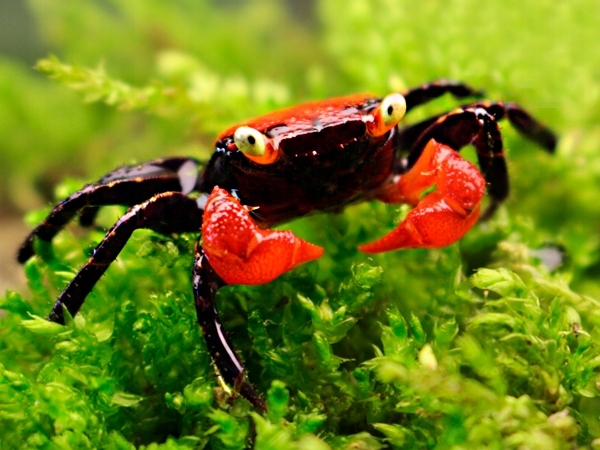 Krab DIABEŁ - Geosesarma hagen - Krab RED DEVIL