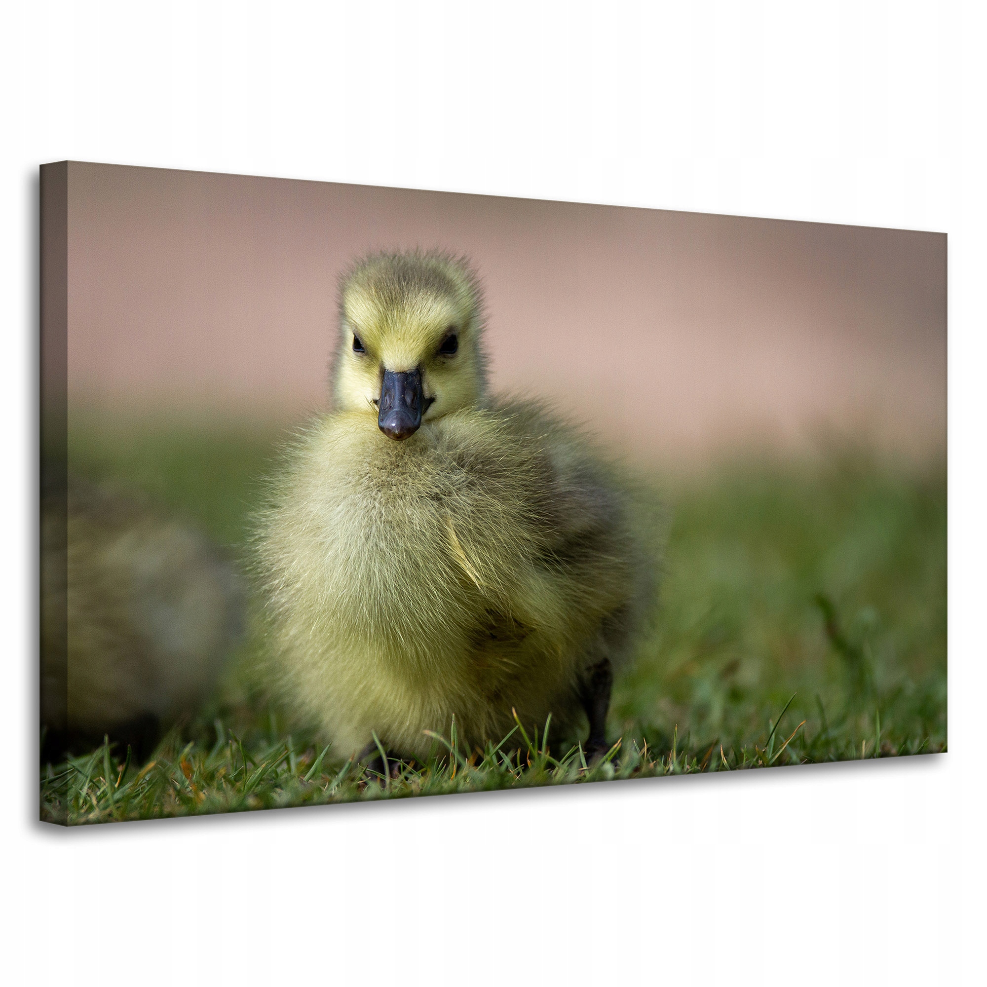 Obraz Canvas Zvířata Kačenka na plátně 100x60