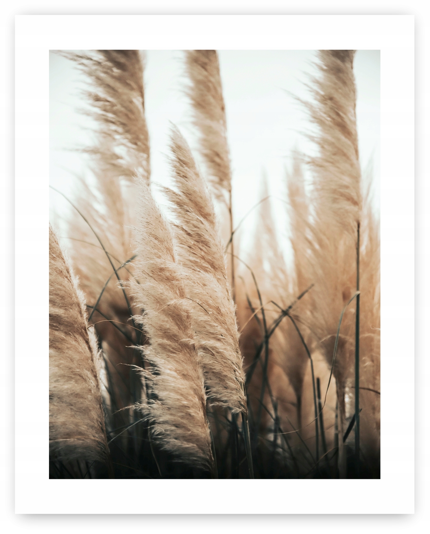 

Boho Sucha Trawa plakat obraz 40x50 cm #20N